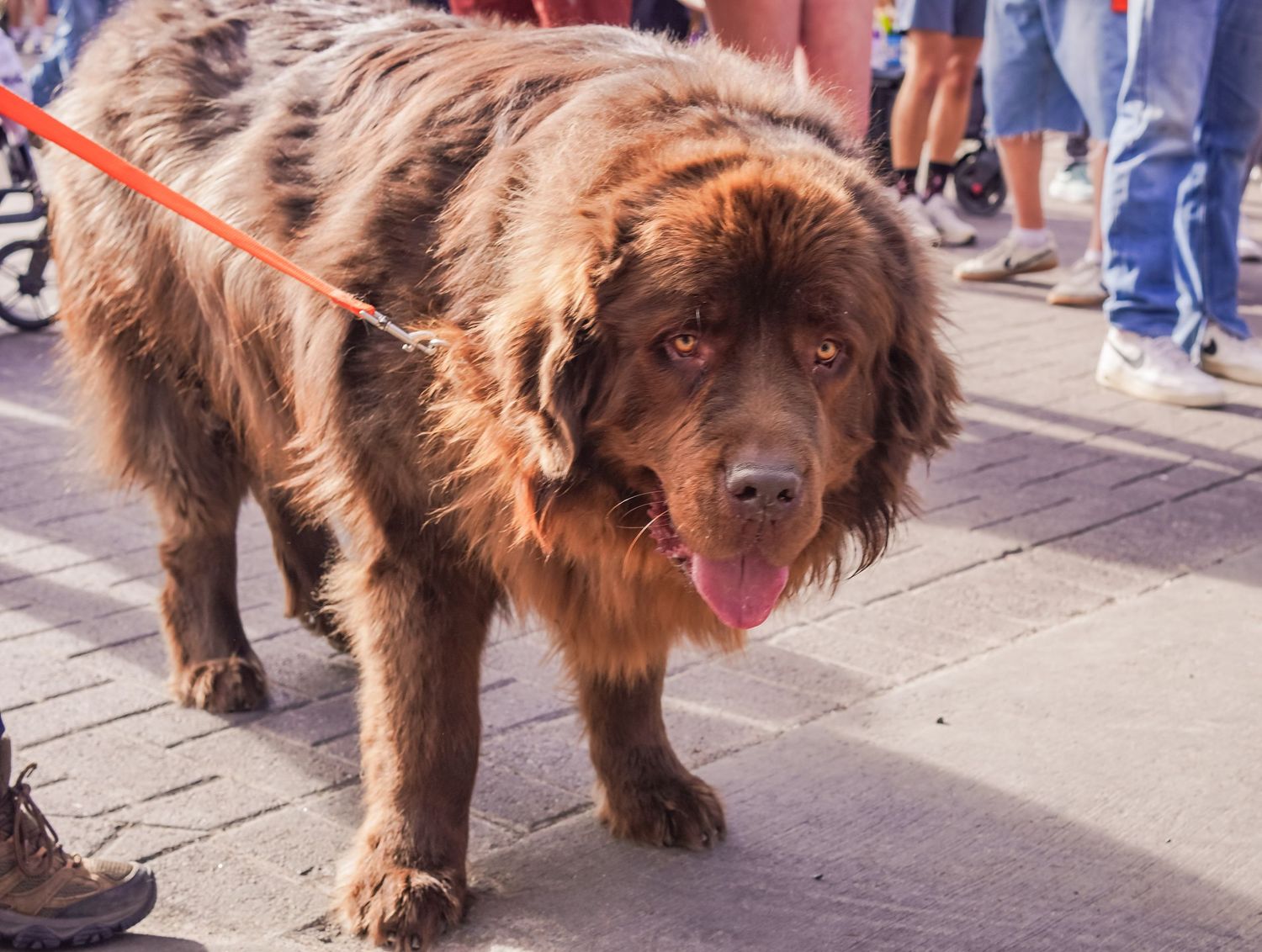 A brown Newfoundland dog walking on a cobblestone street during a public event.