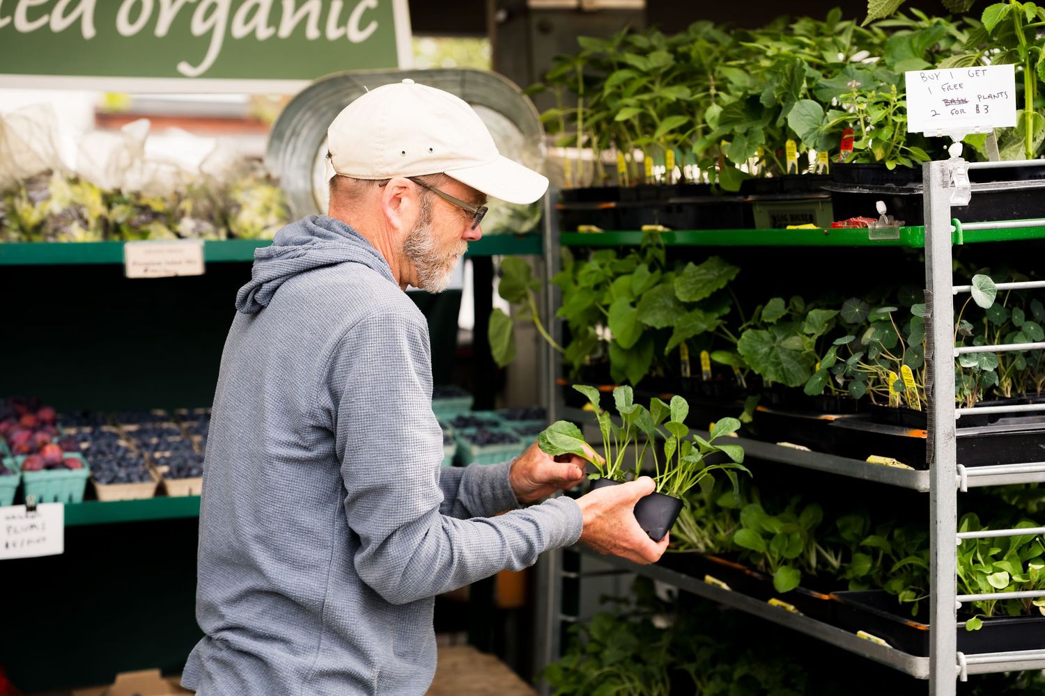 Man in gray hoodie and white cap examining fresh organic plants at an outdoor garden market.