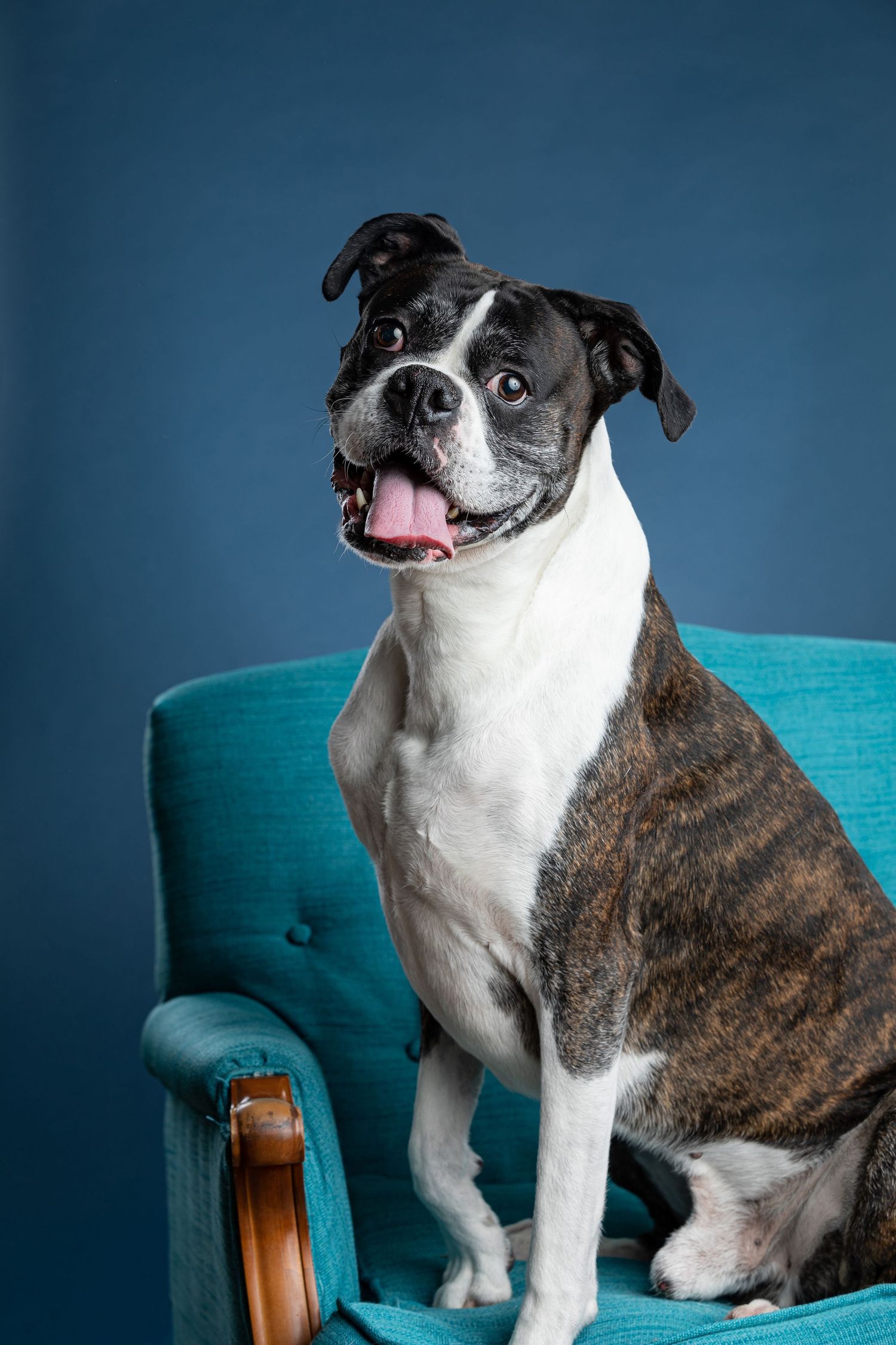 Boxer dog portrait with stunning blue background