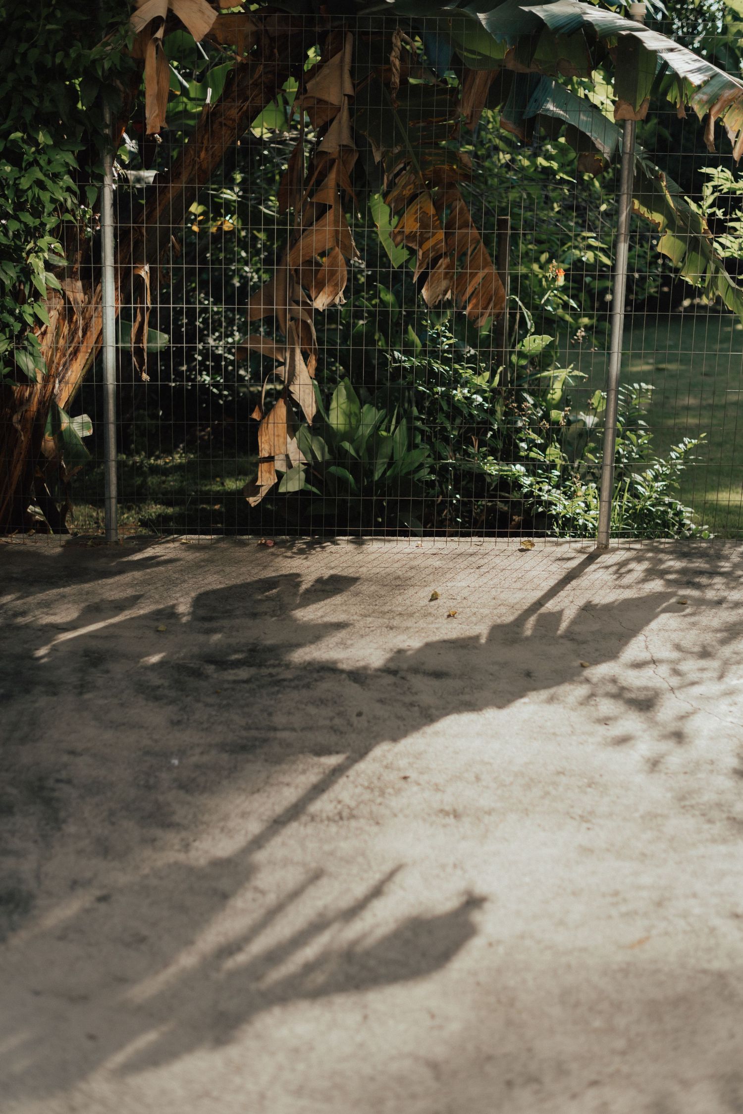 Garden pathway with dappled sunlight and shadows cast on concrete ground.