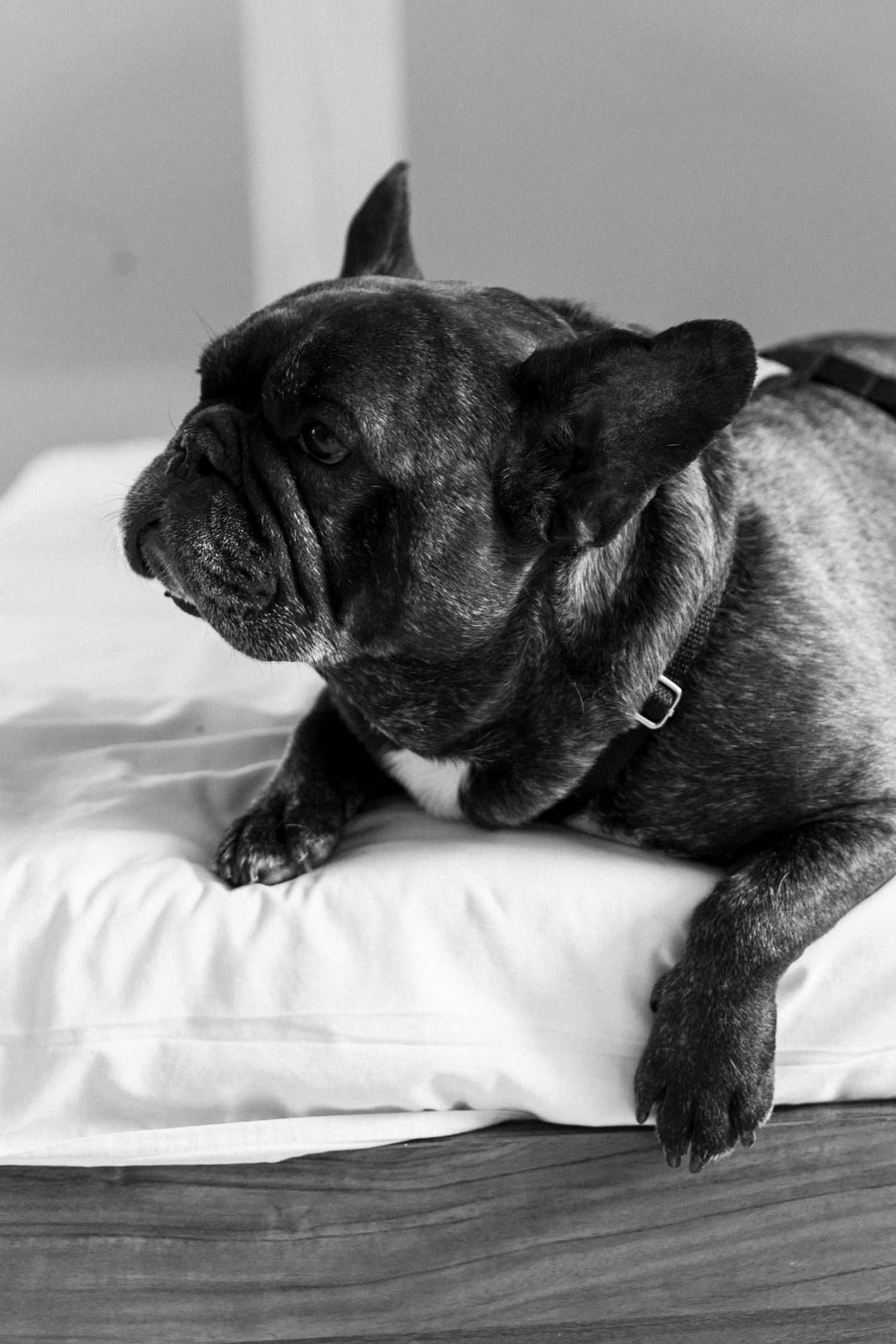 Black and white portrait of a French Bulldog resting on white pillows with alert expression and distinctive bat ears.
