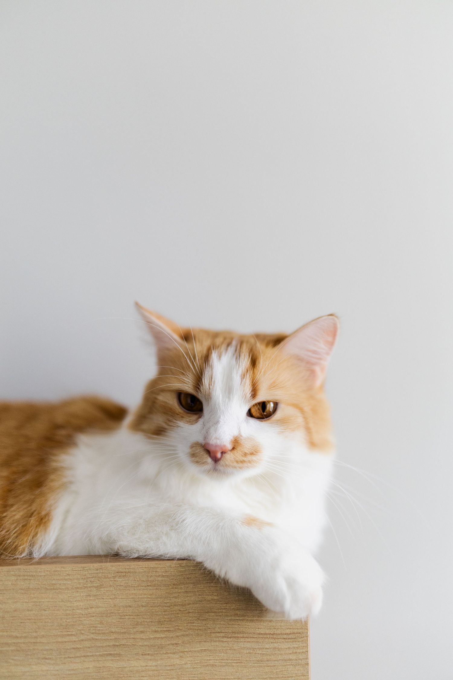 Orange and white cat with golden eyes rests on wooden surface against light gray background.