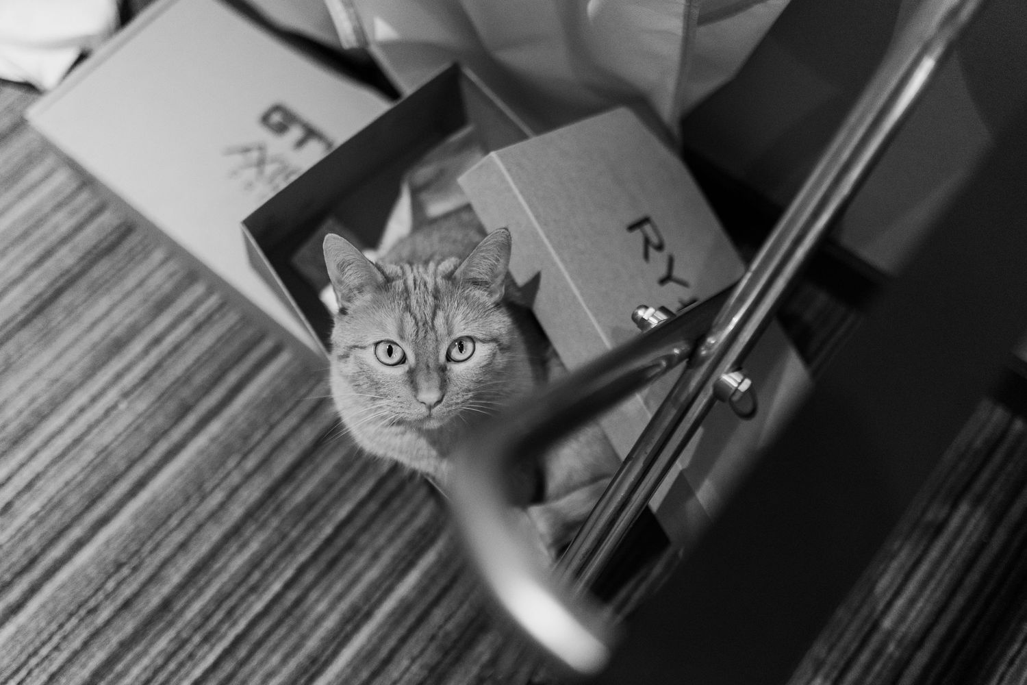 A serene black and white photo of a cat peeking out from between open drawers.
