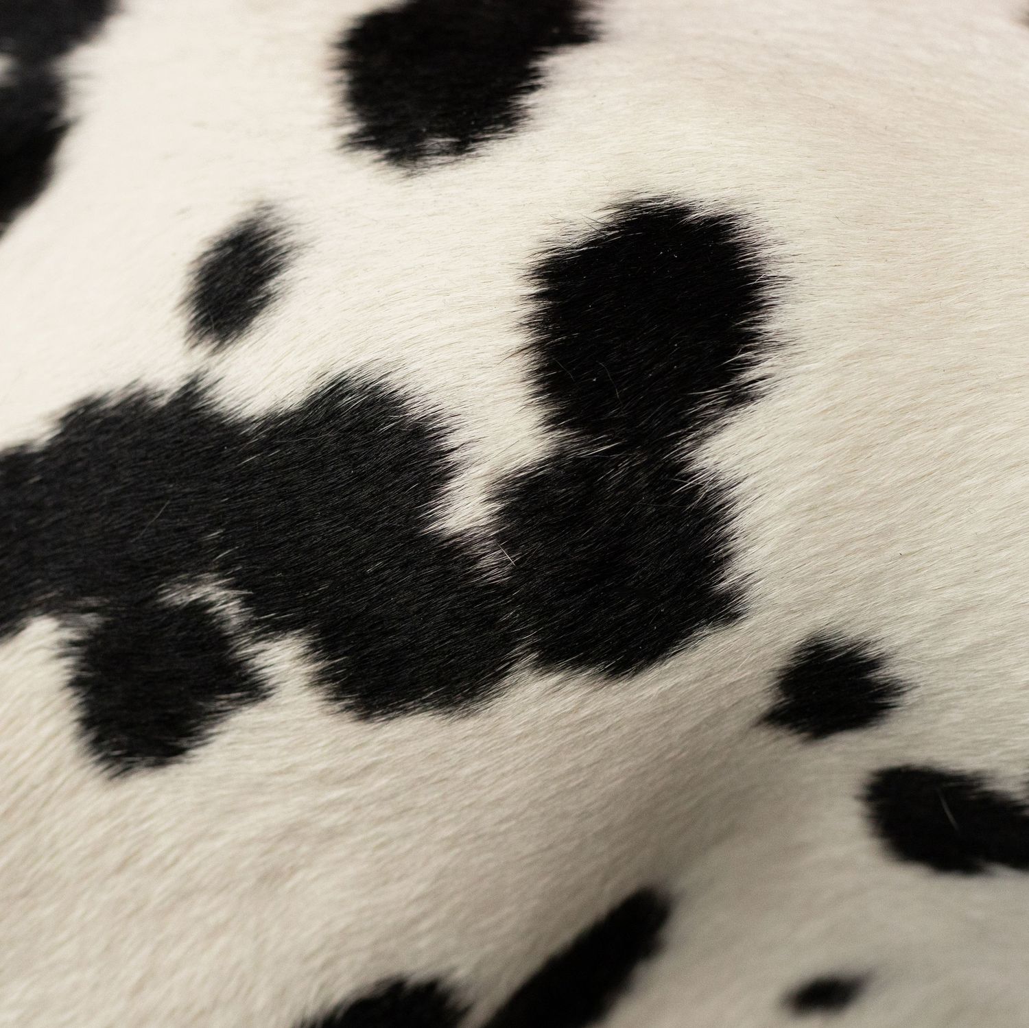 Close-up of black and white cow hide fur texture with natural spotted pattern.