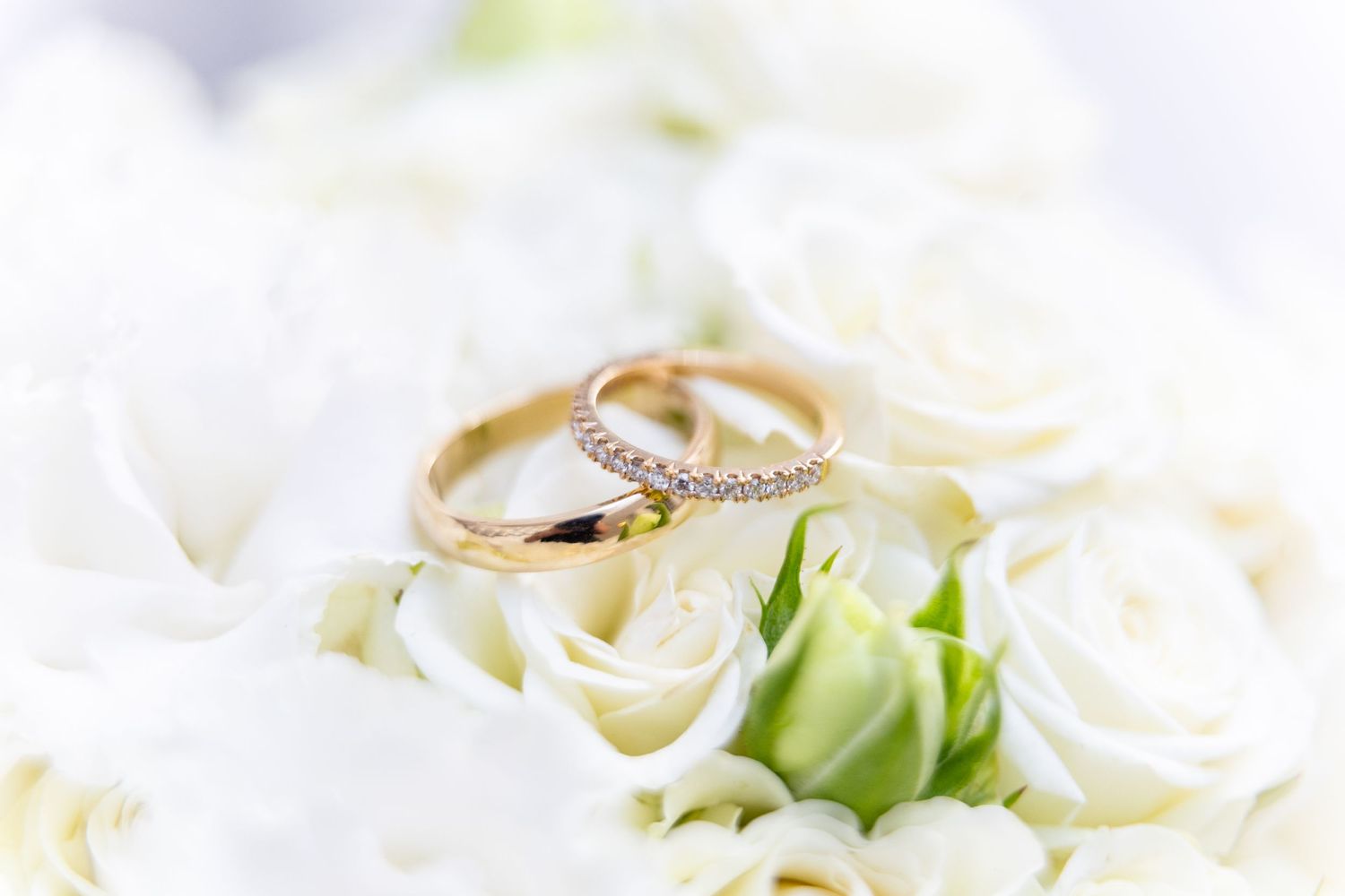 Two gold wedding rings rest delicately on white rose petals with a soft, dreamy blur effect.