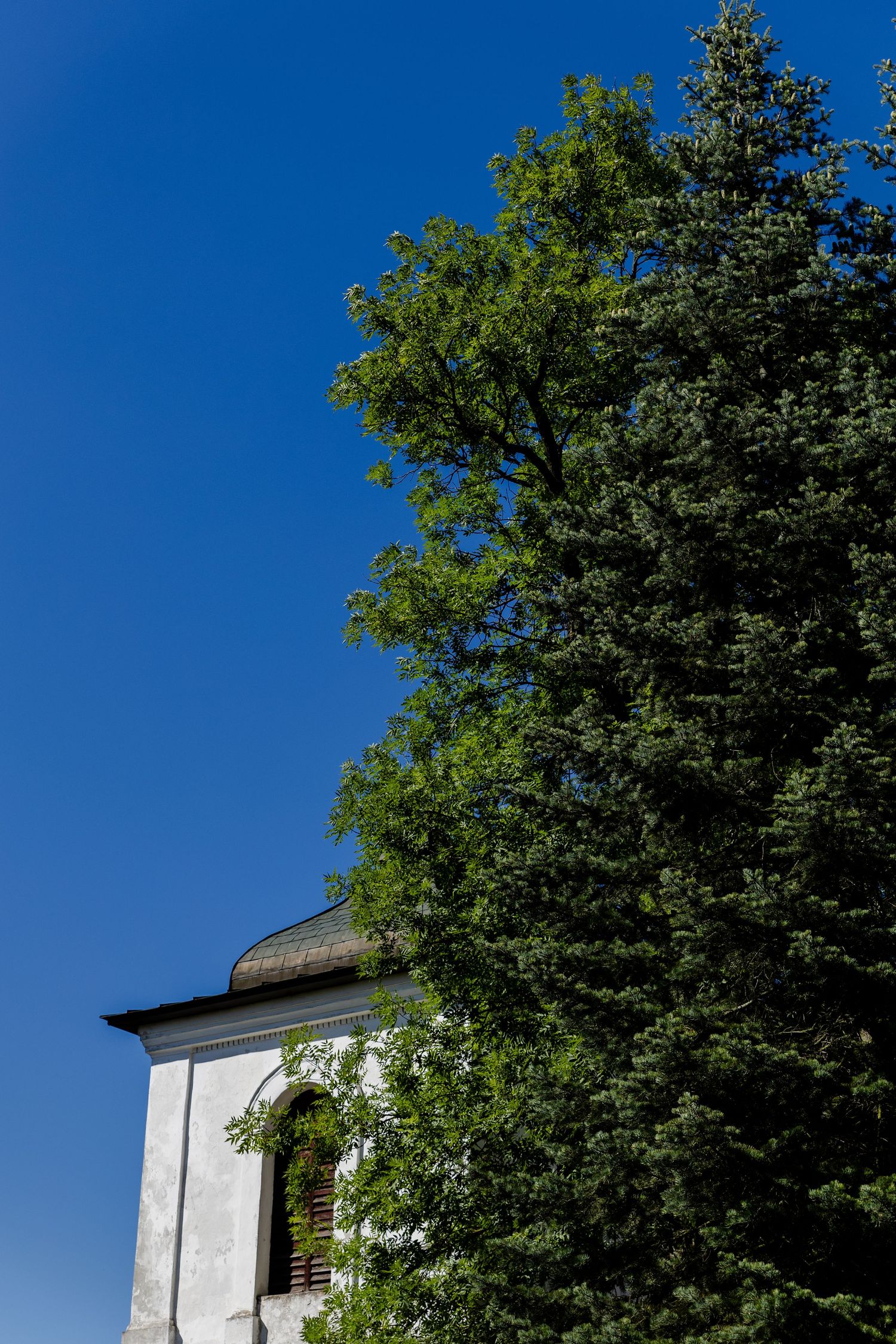 White building corner with tall green trees against bright blue sky on a sunny day.