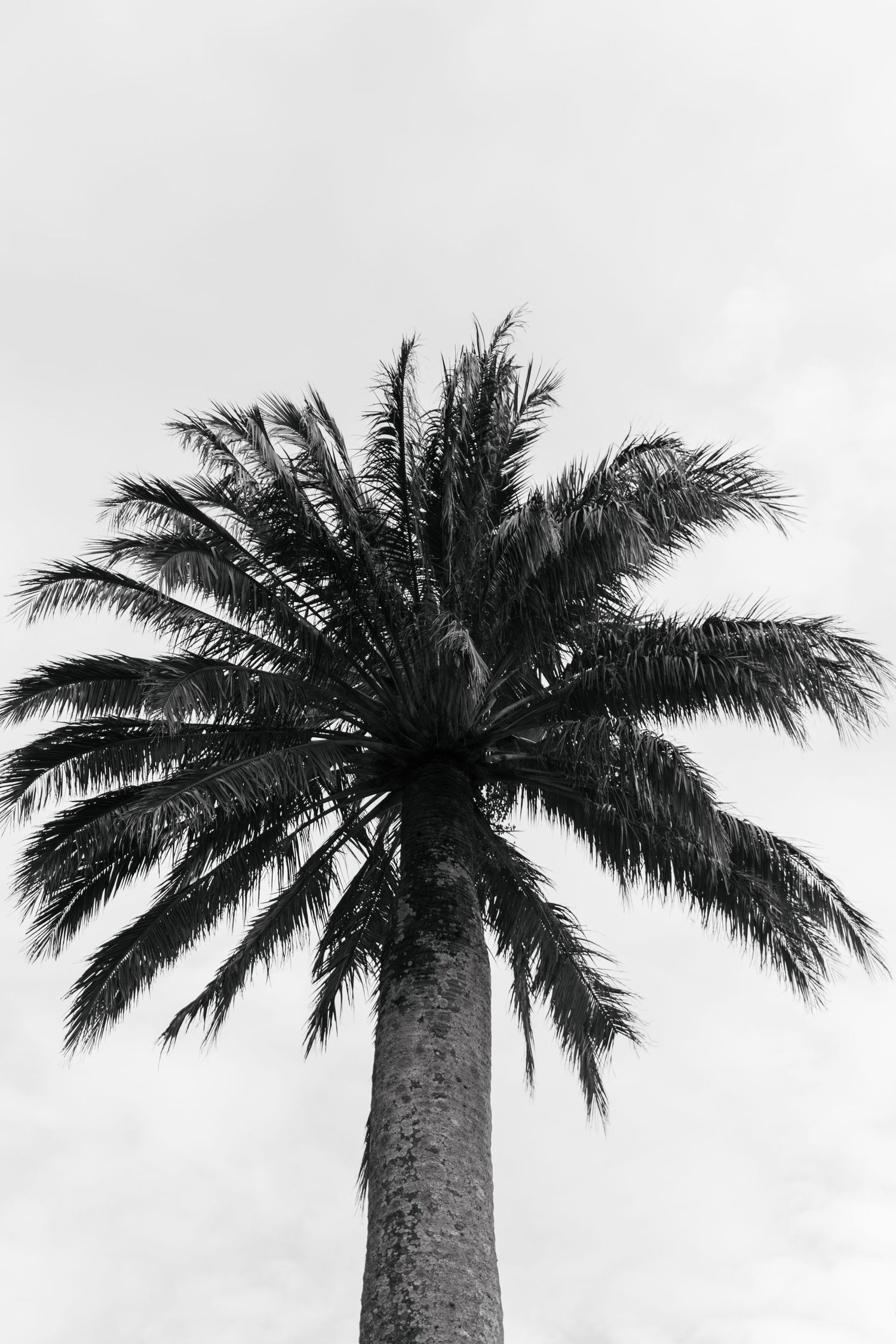 Black and white photo of a tall palm tree viewed from below against a cloudy sky.