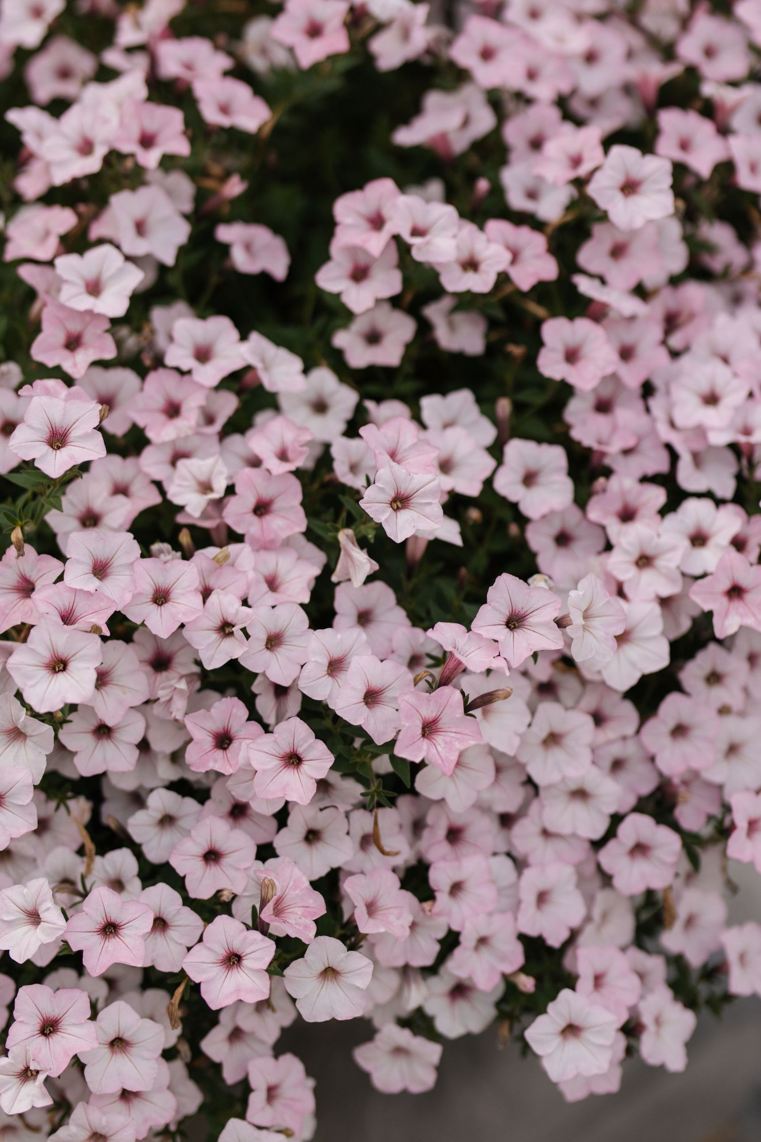 Abundant cluster of delicate light pink petunia flowers with dark centers blooming against green foliage.