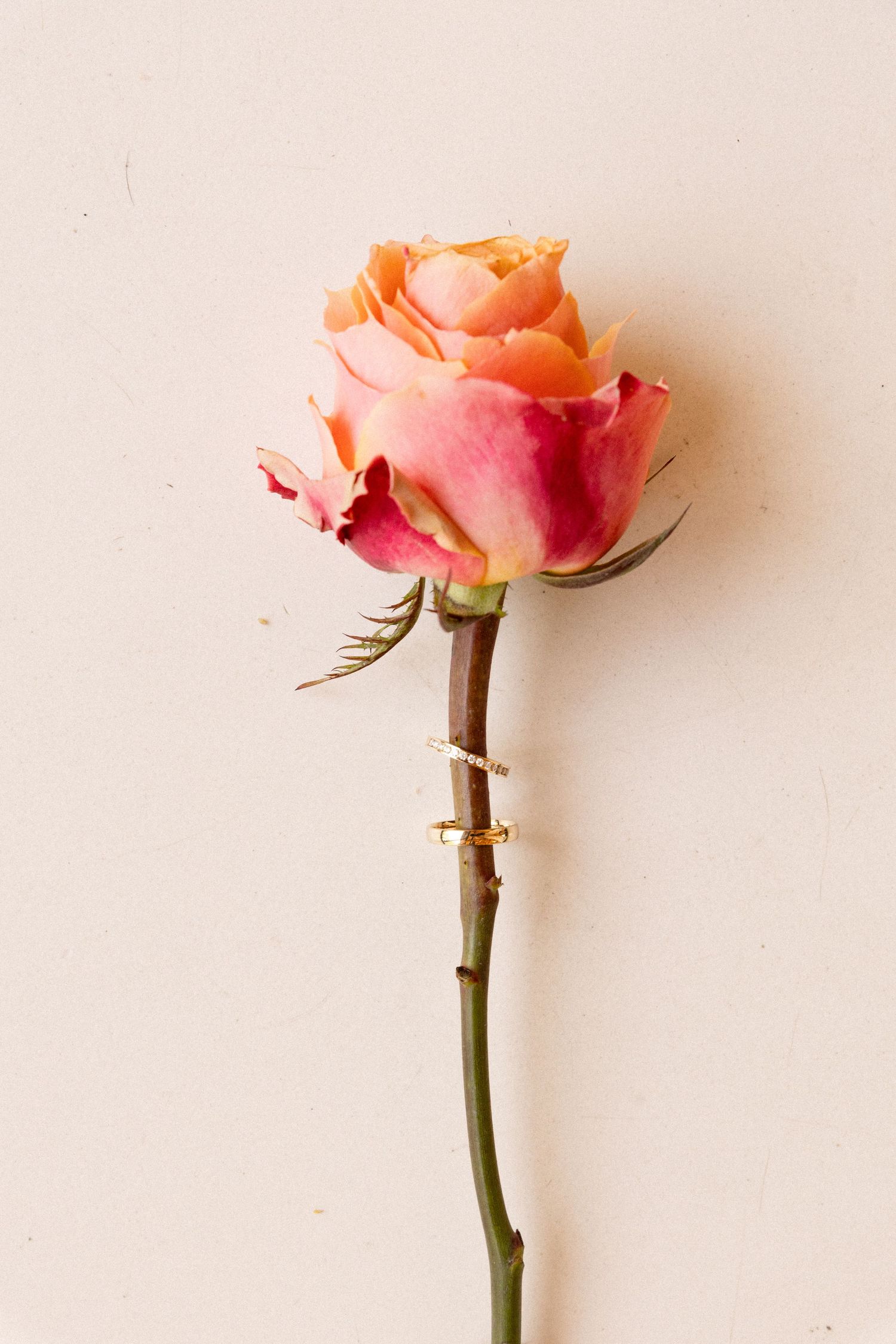 A sequence of four peach-colored roses in various stages of blooming against a light neutral background.