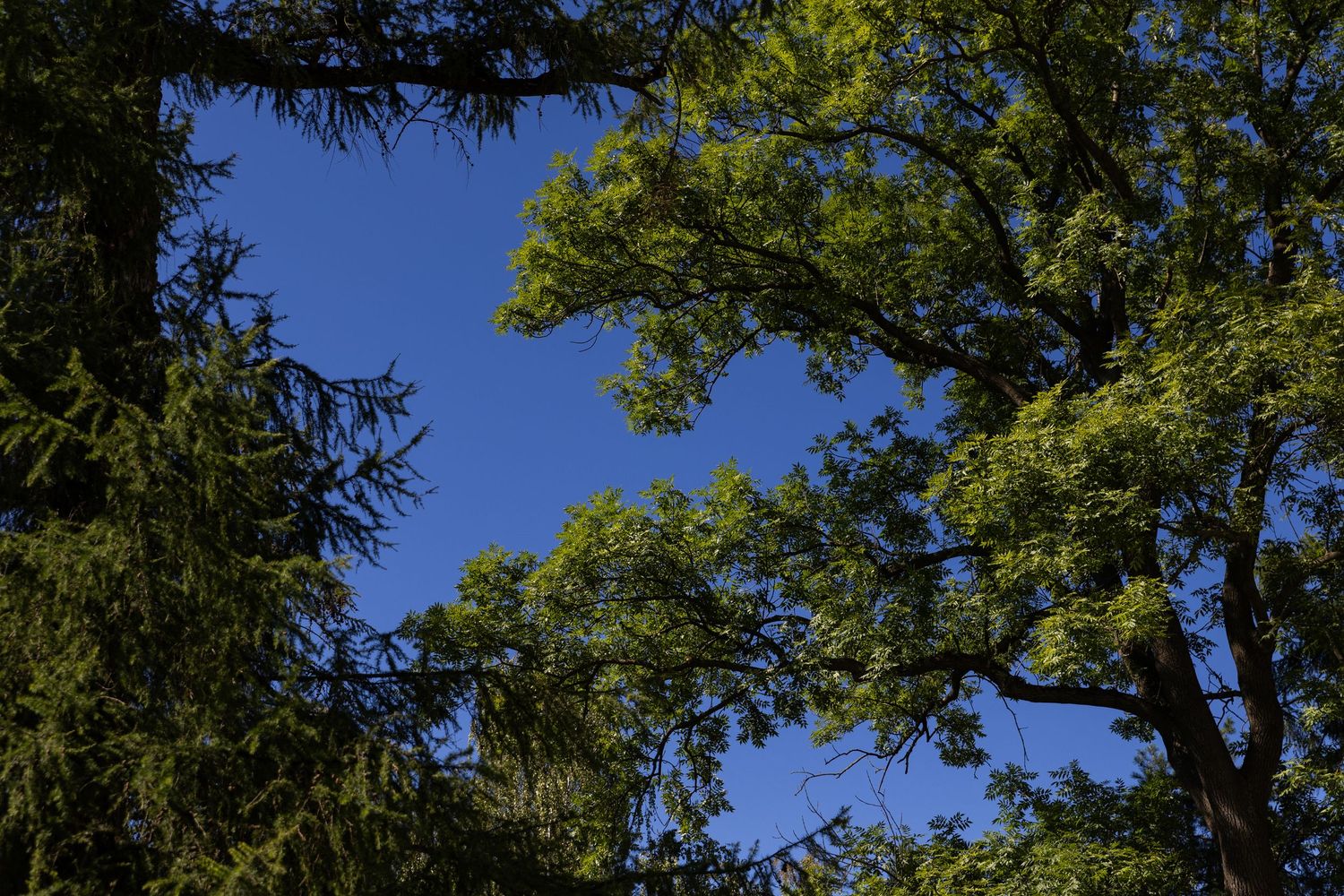 Green tree branches frame a bright blue summer sky through a leafy canopy.