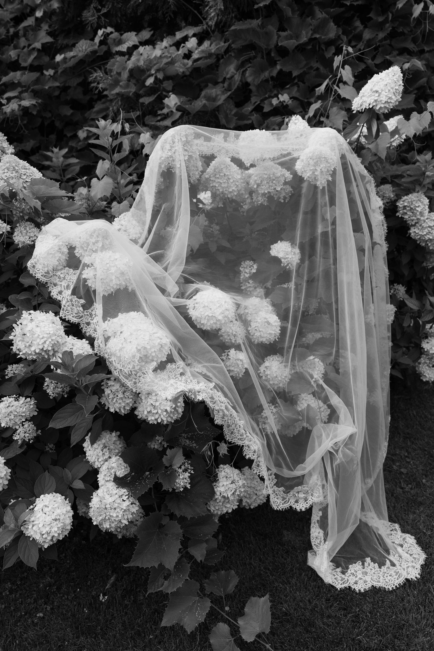 Black and white photo of a delicate lace bridal veil draped over white hydrangea blooms in a lush garden.