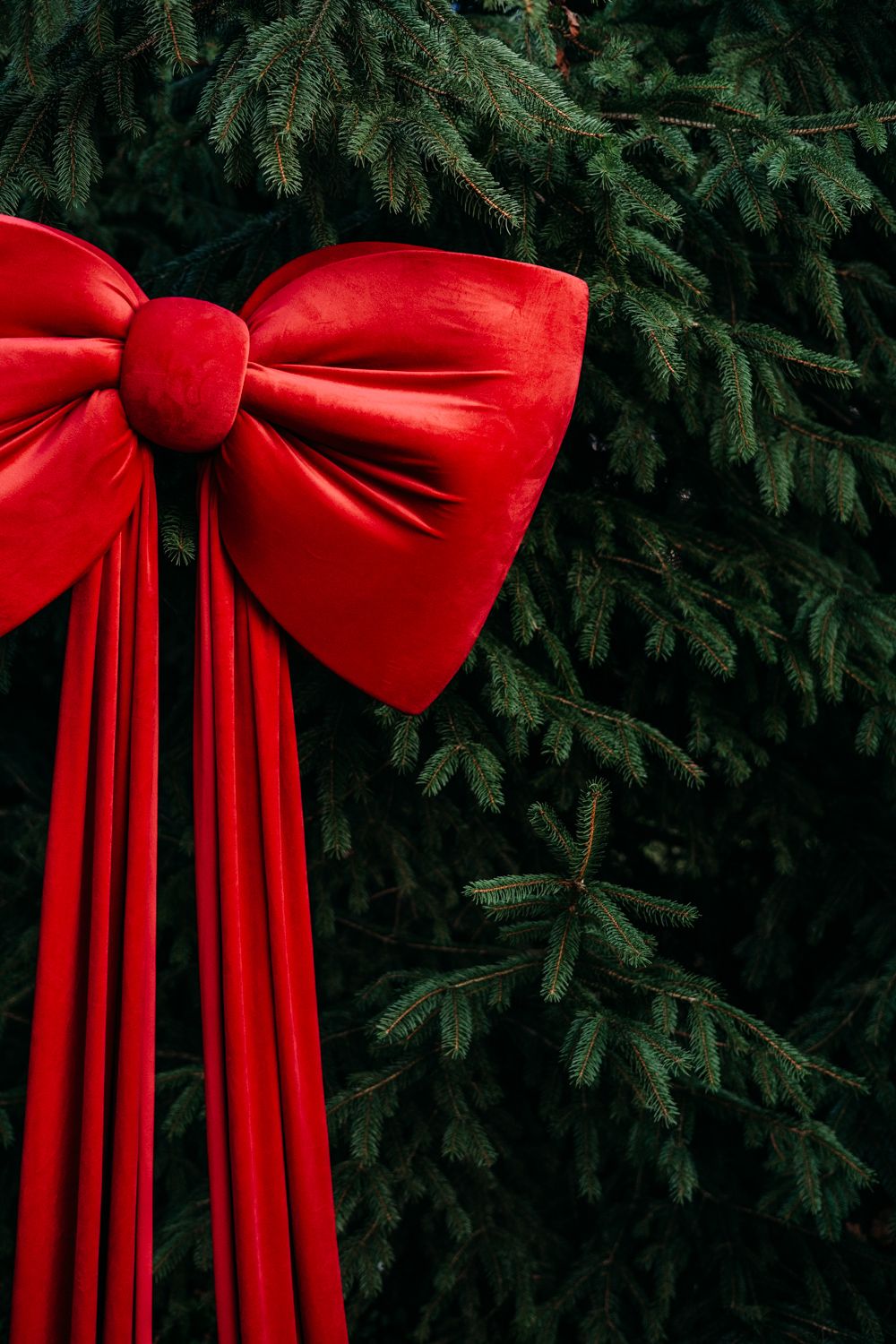 A large red velvet bow decorates a dark evergreen tree branch against a moody background.