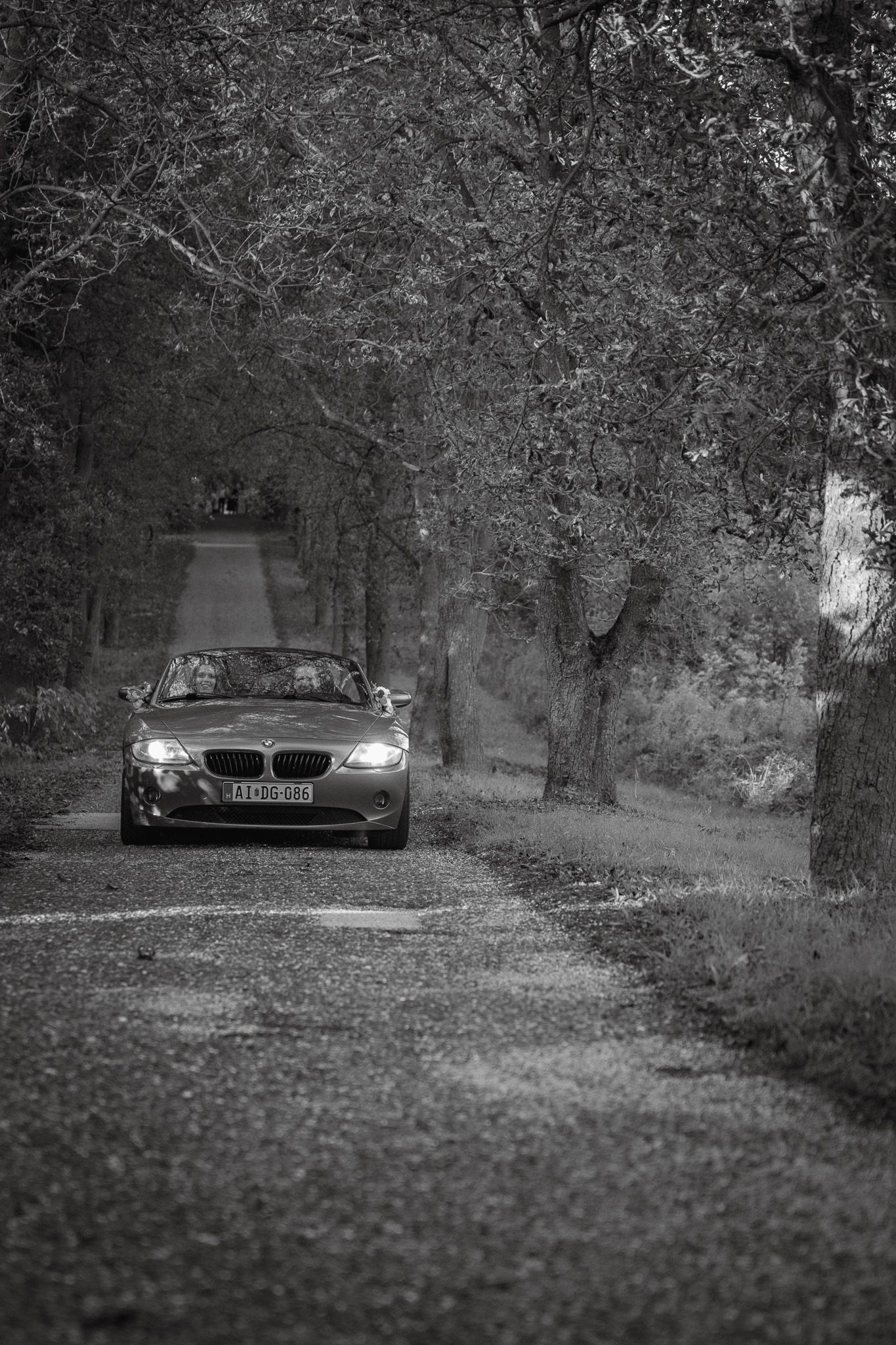 Black and white image of luxury cars parked along a tree-lined path.