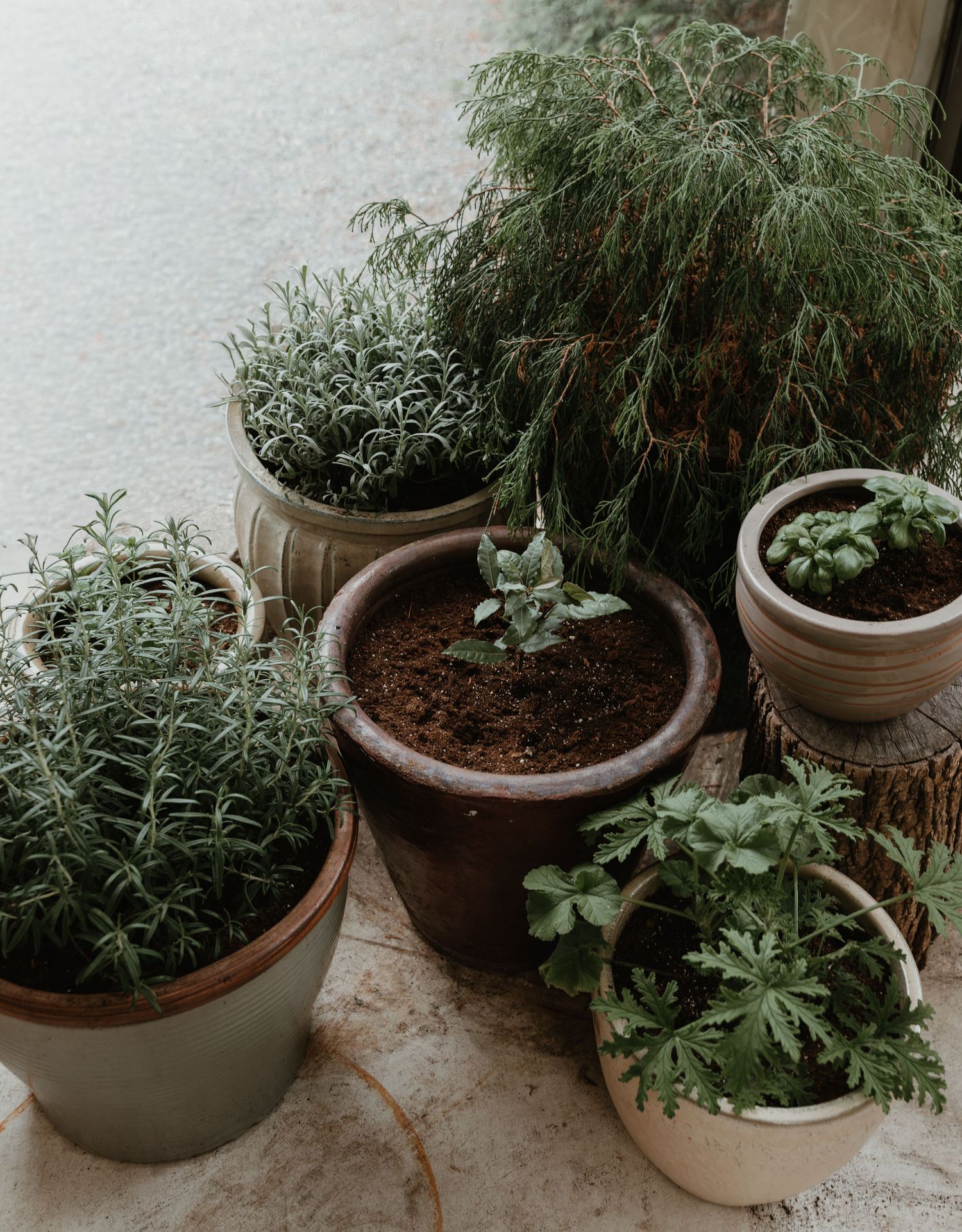 Five potted herb plants including rosemary, fennel, and succulents arranged on a stone surface near a wall.