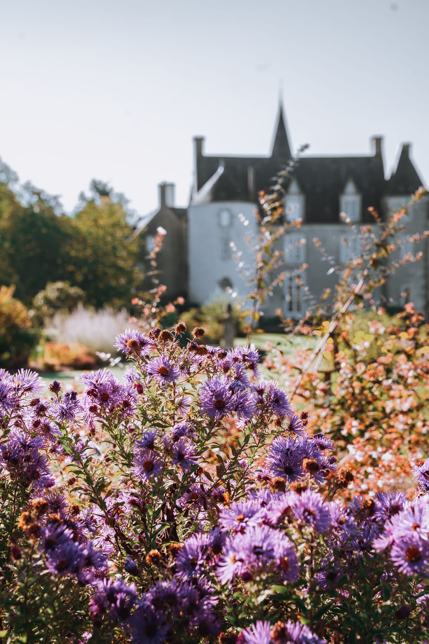 Purple wildflowers bloom in a garden with a castle silhouette visible in the background against a sunny sky.