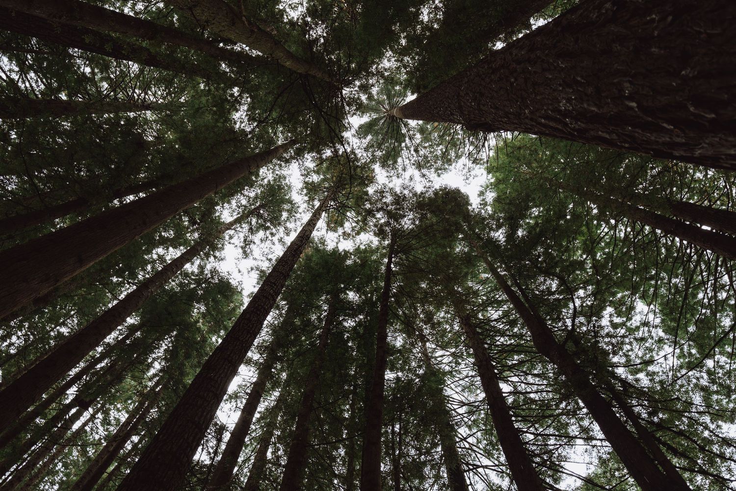 Tall redwood trees reach skyward in a misty forest canopy creating a dramatic upward perspective.