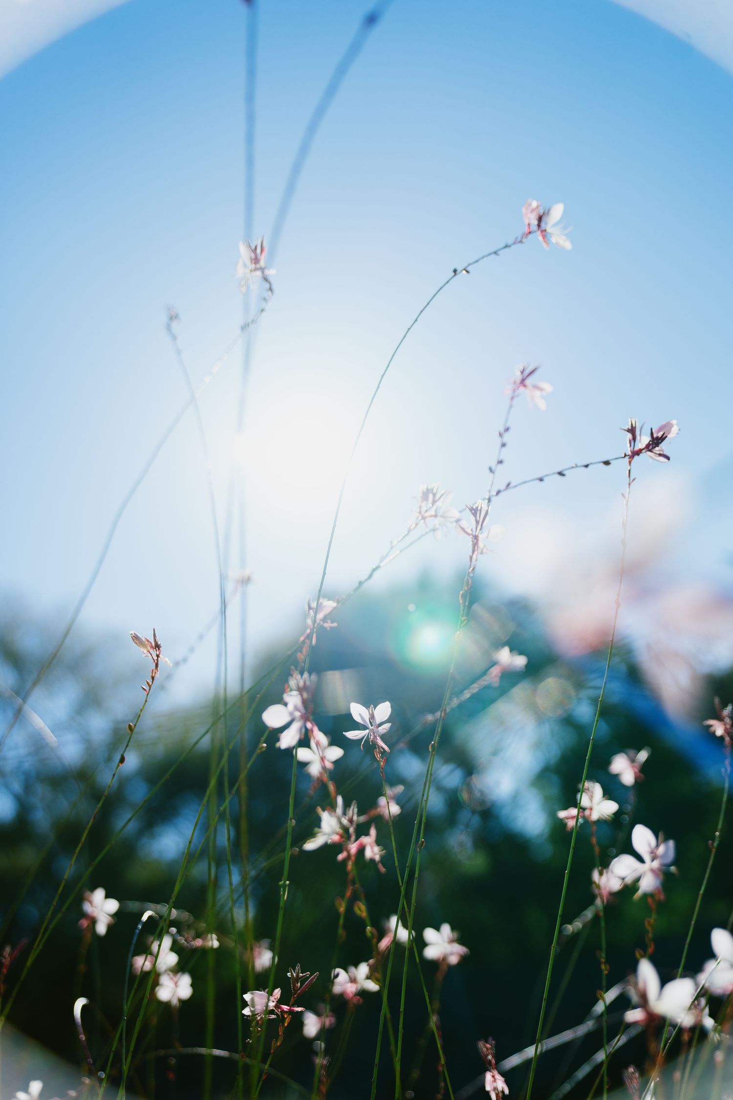 Delicate white wildflowers bloom against a soft blue sky background.