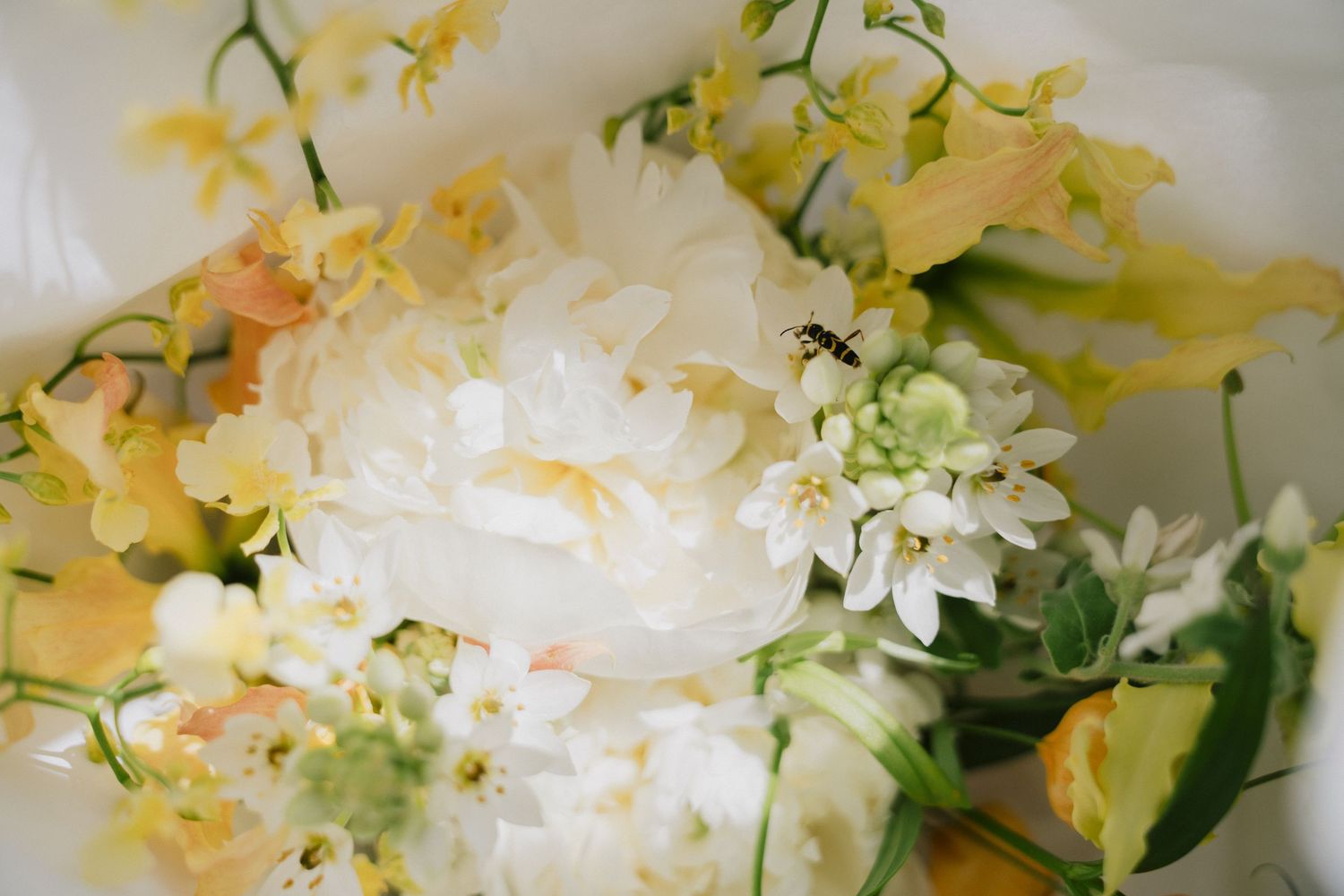 Delicate white and yellow orchid blooms with green stems arranged in an elegant display against a light background.