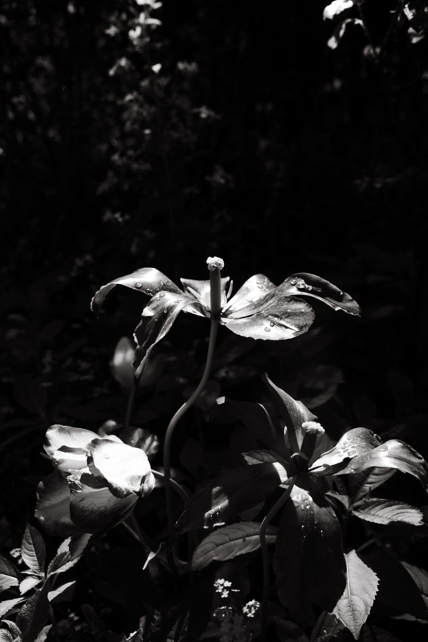 Black and white close-up of a flower in dramatic light, fine art floral photography with a cinematic feel by Studio Reverie.