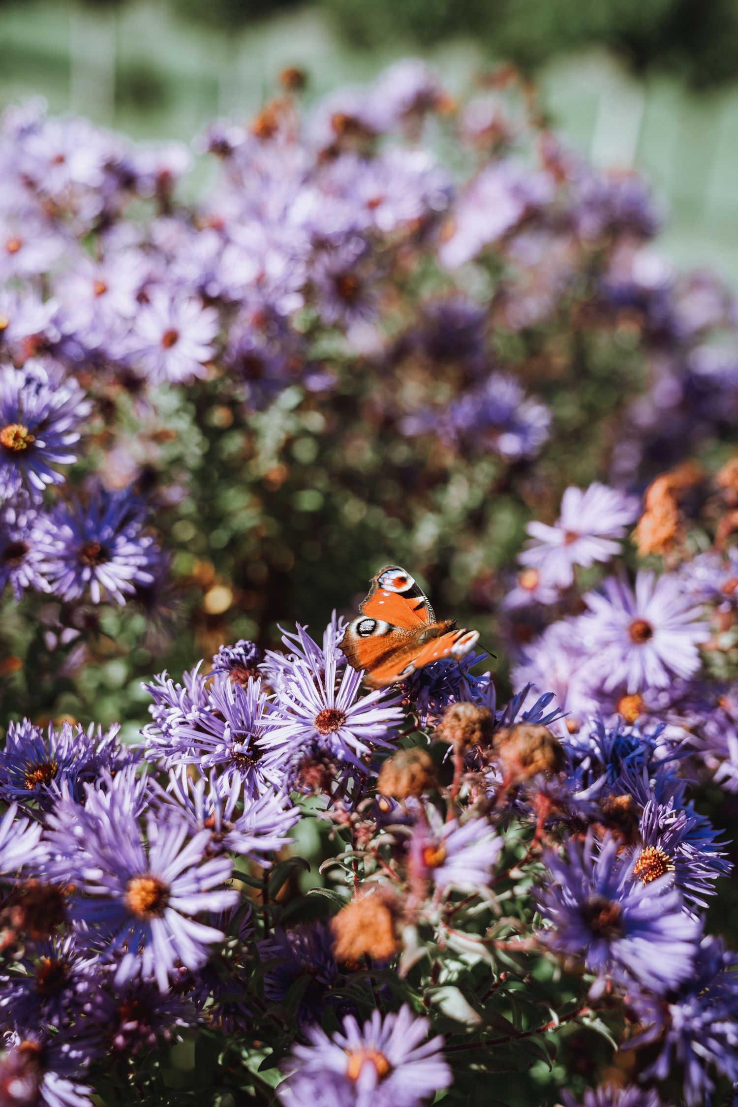 A peacock butterfly rests on vibrant purple aster flowers blooming in a garden on a sunny day.