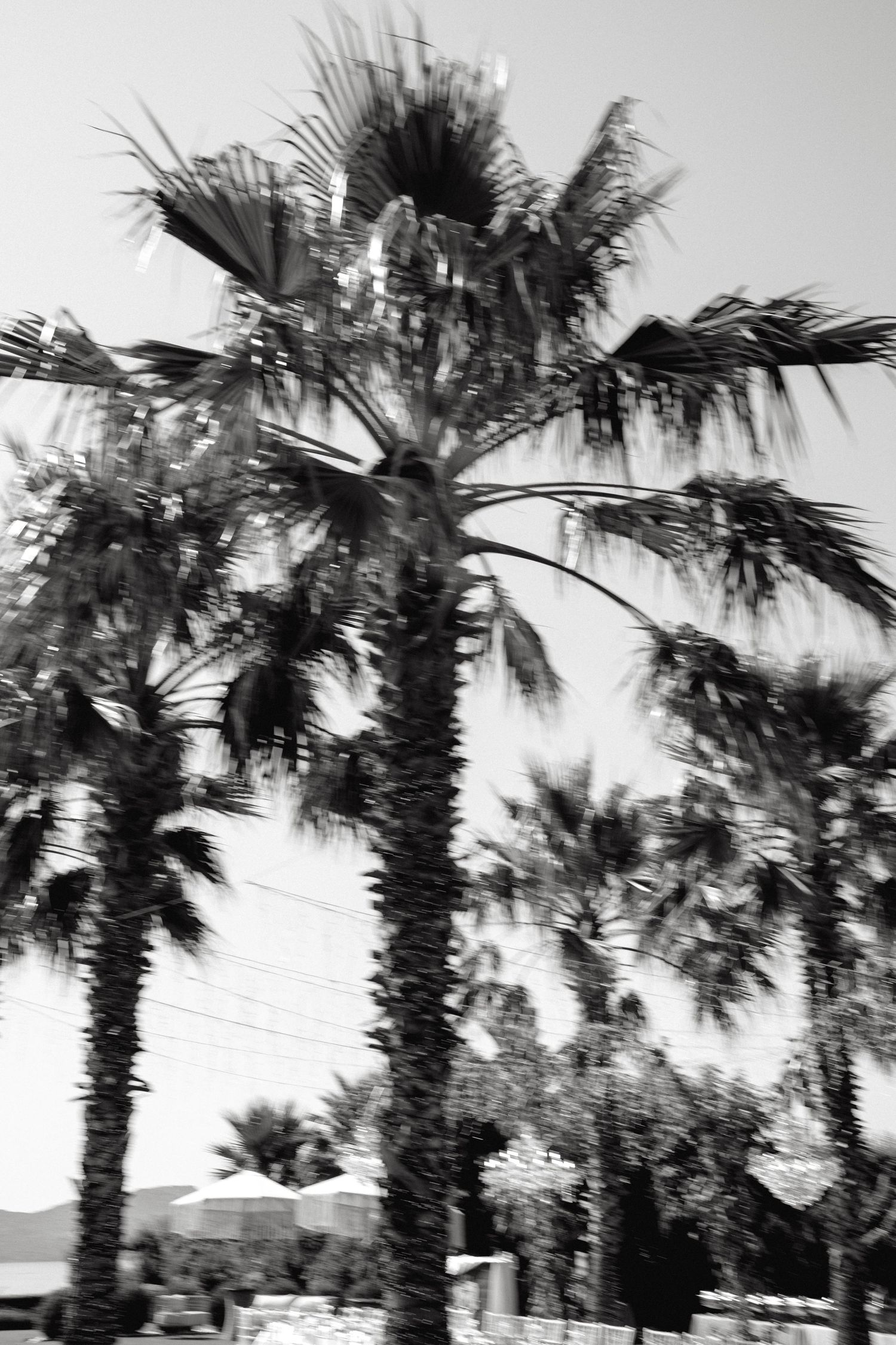 Row of tall palm trees silhouetted against a bright sky creating a tropical landscape view.