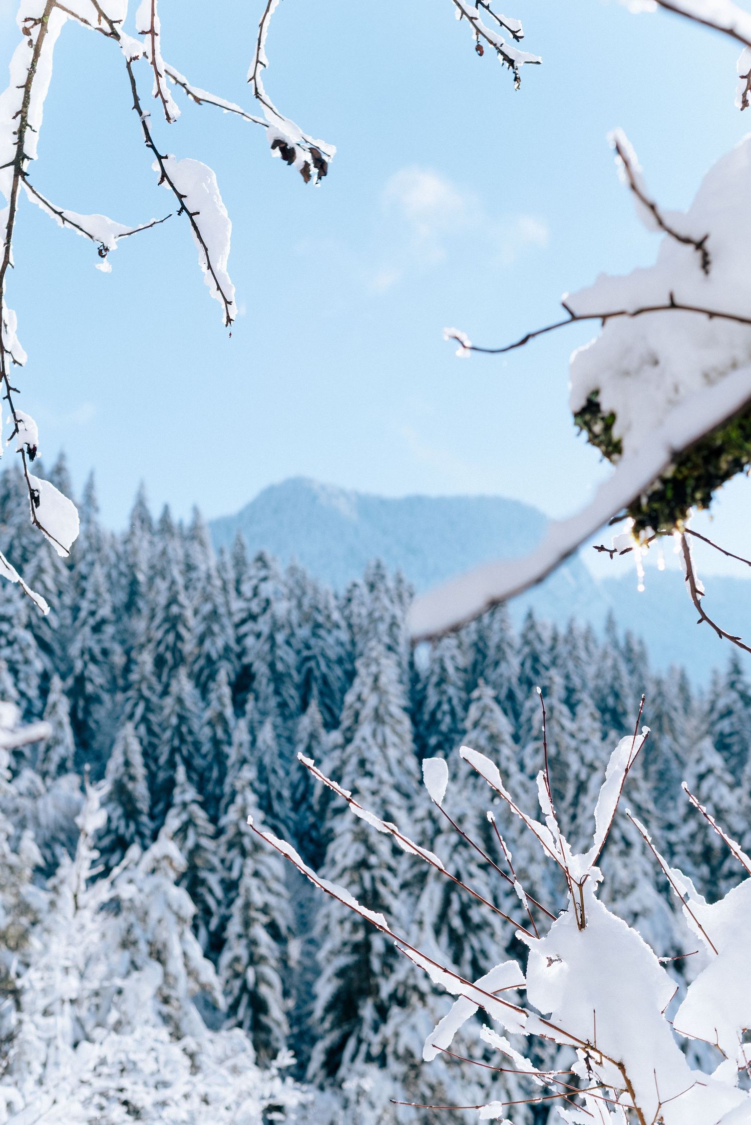 Breathtaking French Alps landscape photography featuring snowy pine forest and dramatic mountain backdrop.