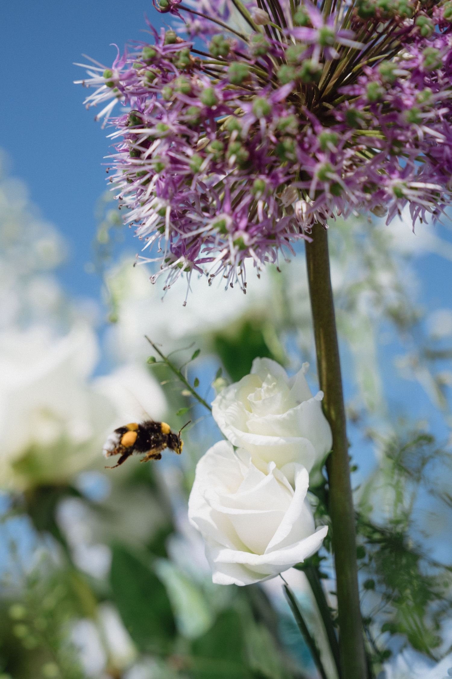 Close-up of purple allium flowers and white cosmos blooms with a bee collecting nectar against a blue sky background.