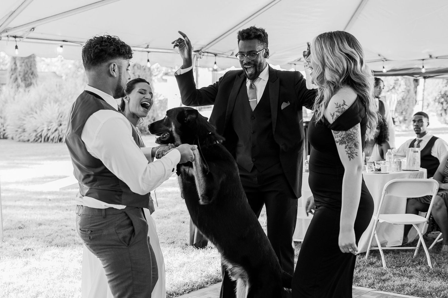 Black and white wedding photo of couple laughing as their dog jumps up during outdoor reception under tent.
