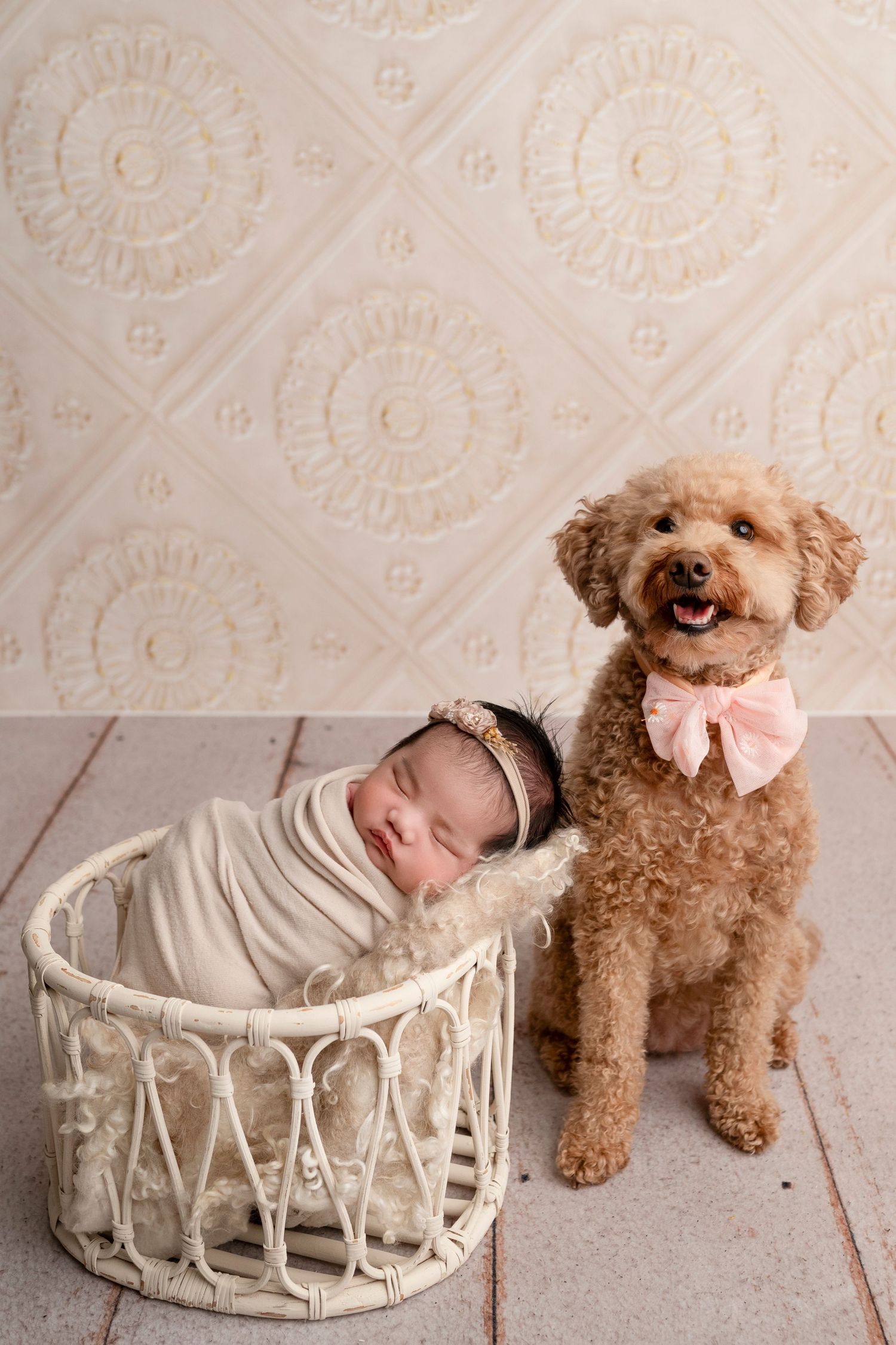 A series of three photos showing a sleeping baby in a white wicker basket with a brown poodle wearing a pink bow.