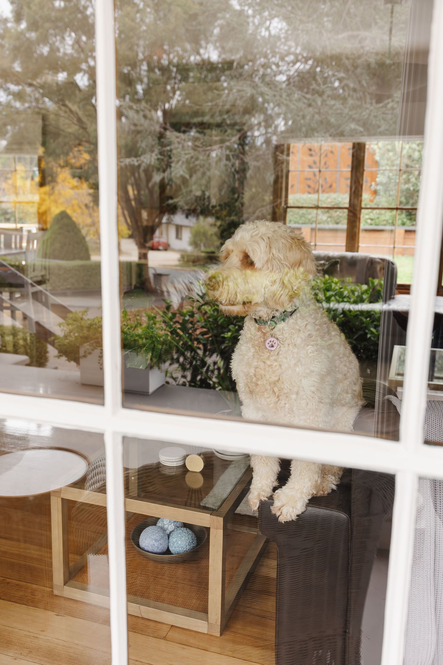 Dog peers through the front window of his Canberra home during a photoshoot