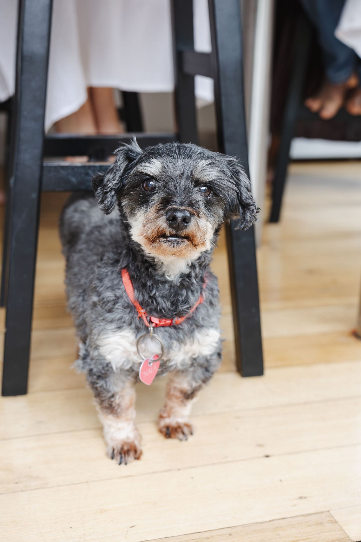 A little dog hides under the kitchen bench in a Canberra in home family photoshoot