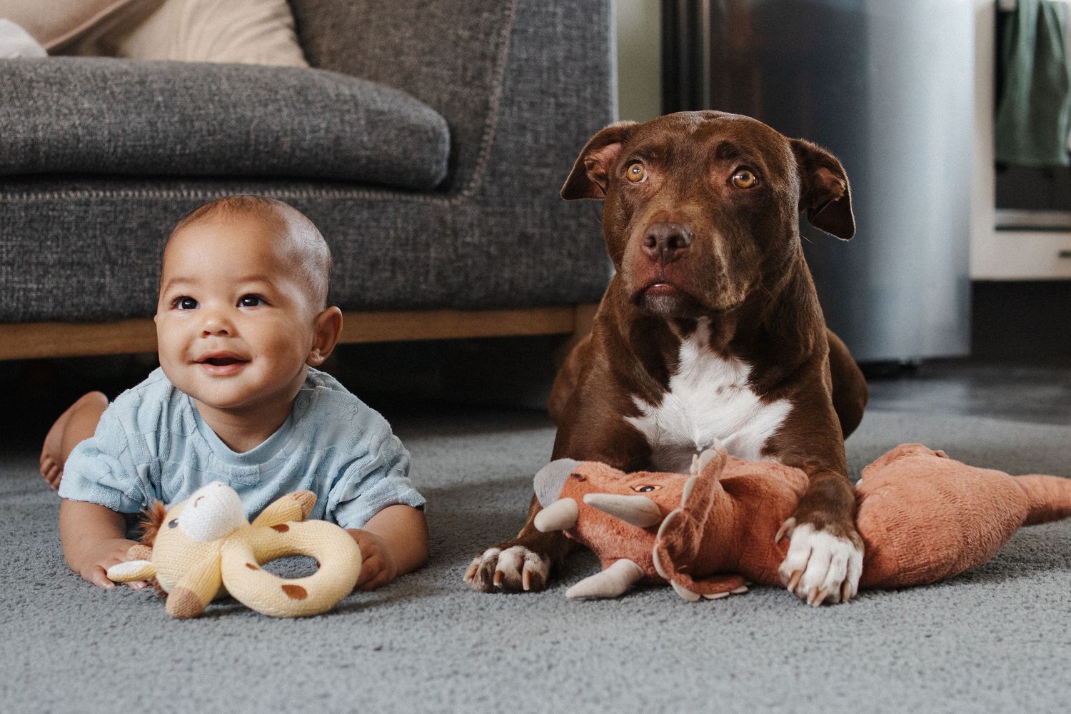 Laughing baby boy with family dog in fun family photoshoot in Canberra