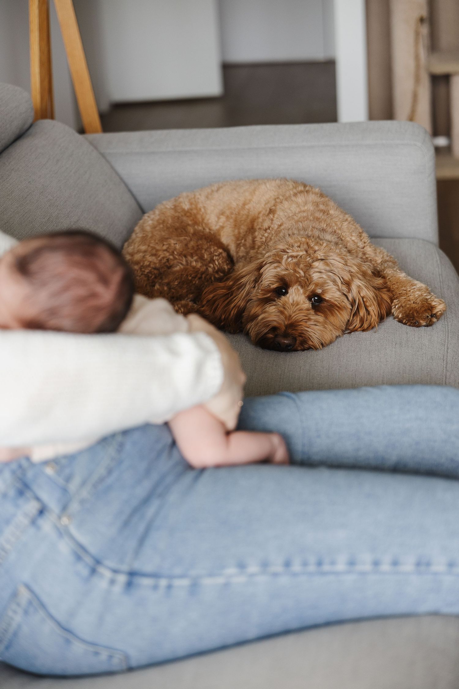 puppy feels left out of Canberra newborn photoshoot