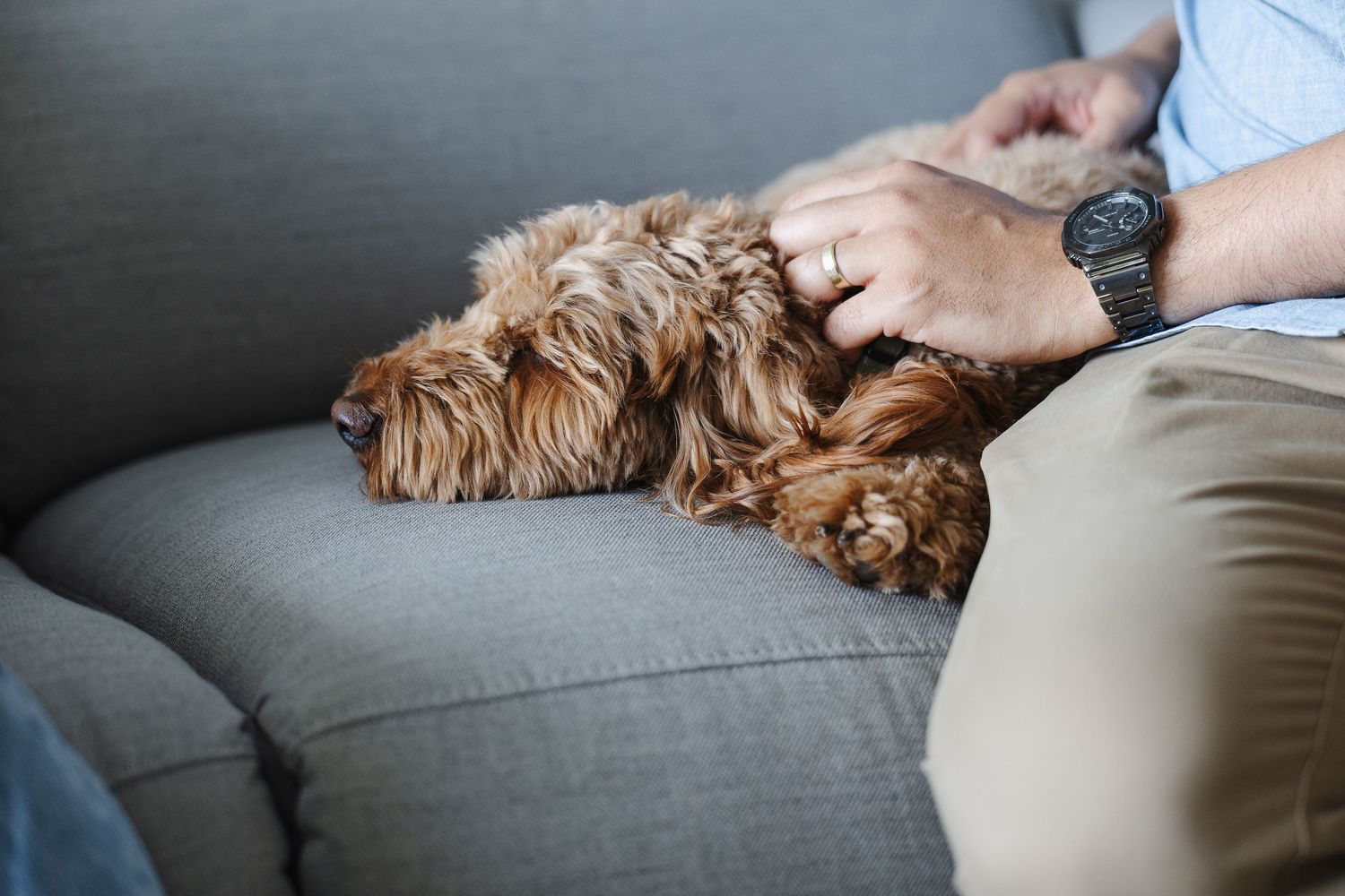 Family pet dog gets a scratch during Canberra newborn baby photoshoot