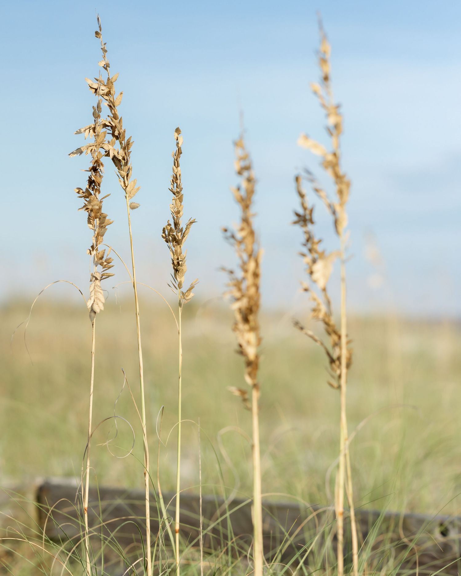 Tall dried golden grass stalks stand in a blurred meadow under a soft blue sky.