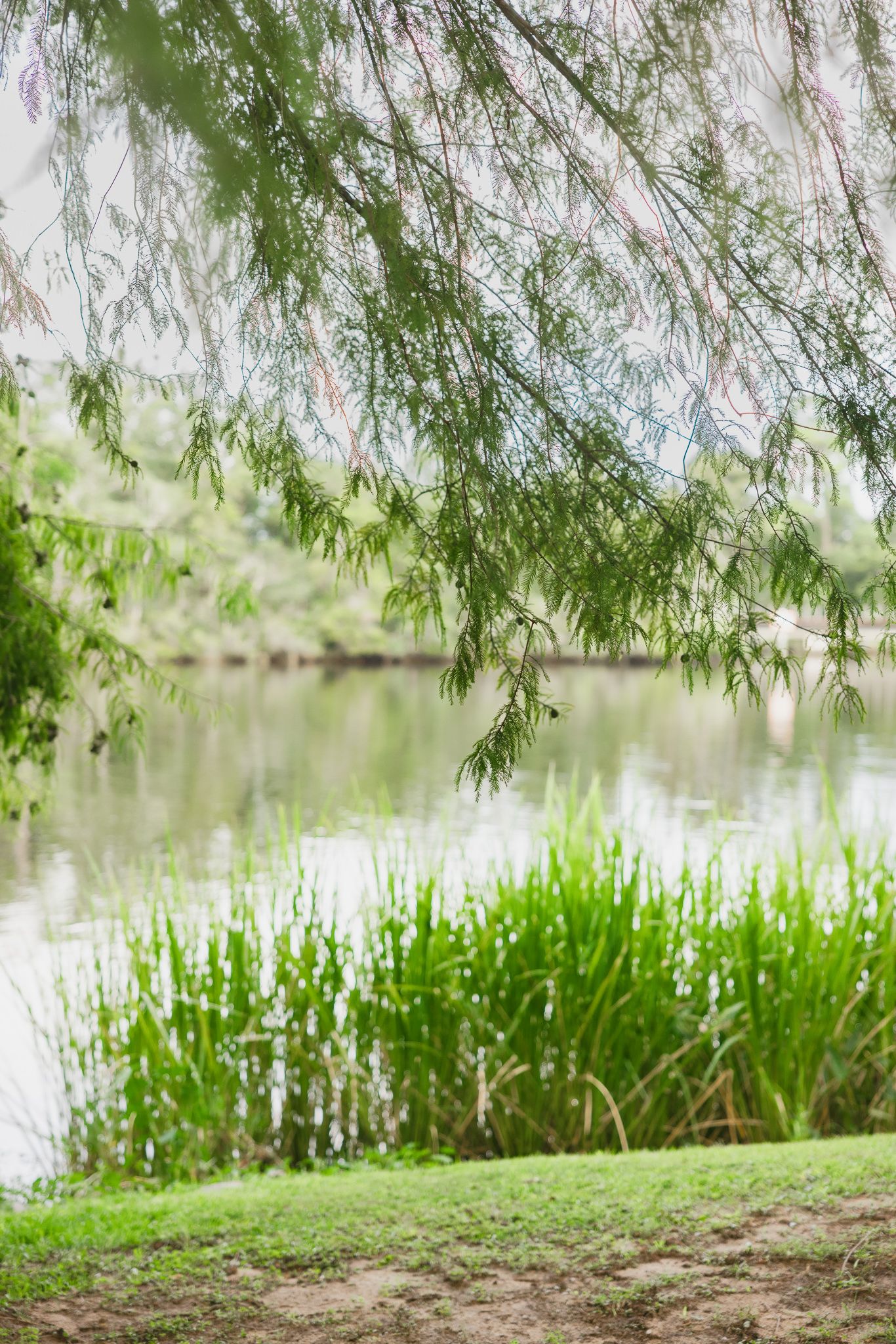 Serene pond with lush green reeds, weeping willow branches, and calm reflective water in a tranquil park setting.