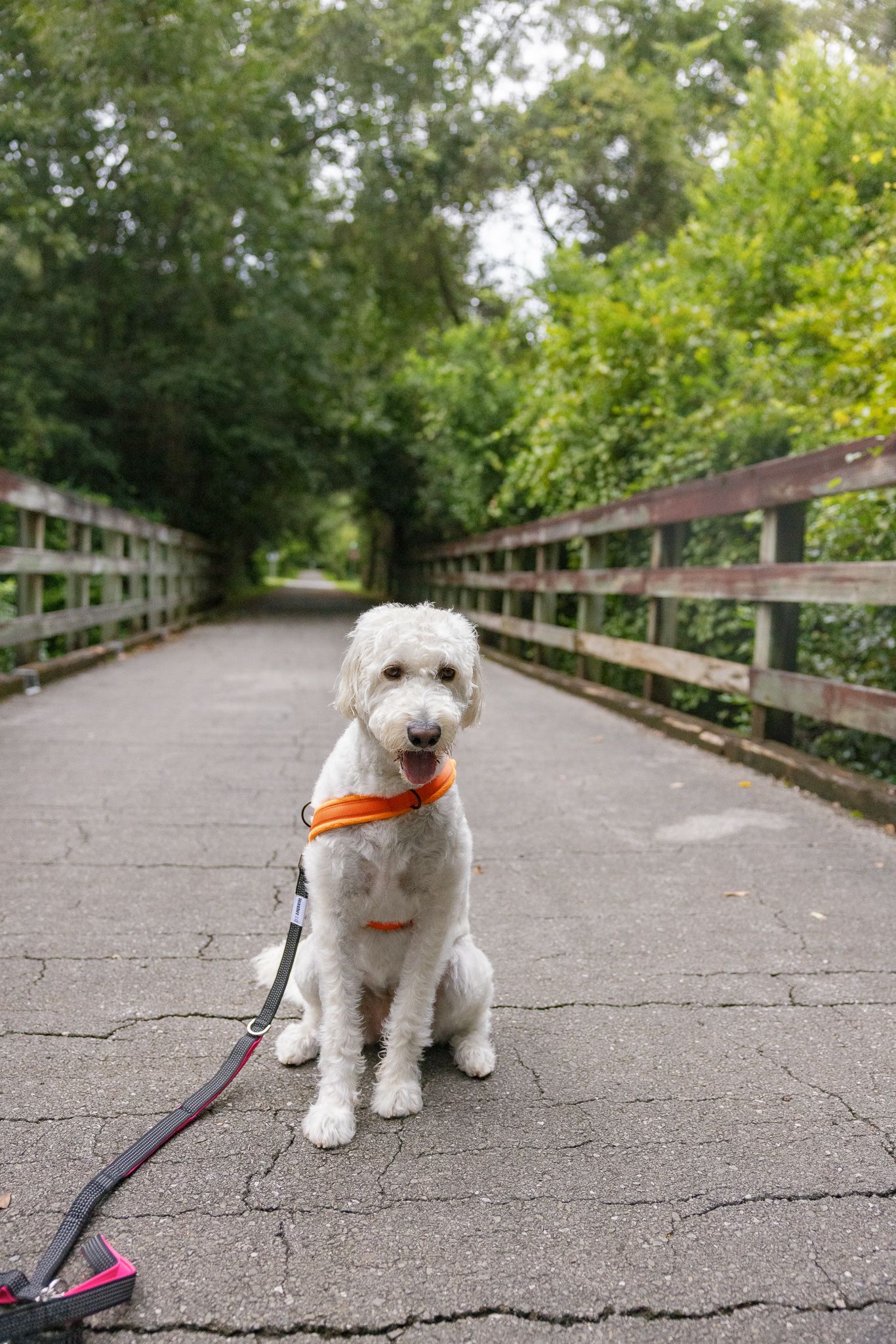 White fluffy dog sitting on a wooden bridge path wearing an orange harness, surrounded by lush green trees.