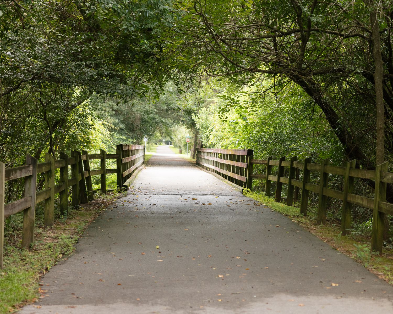 A paved path lined with wooden fences leads through a lush green tree canopy tunnel in a serene park setting.