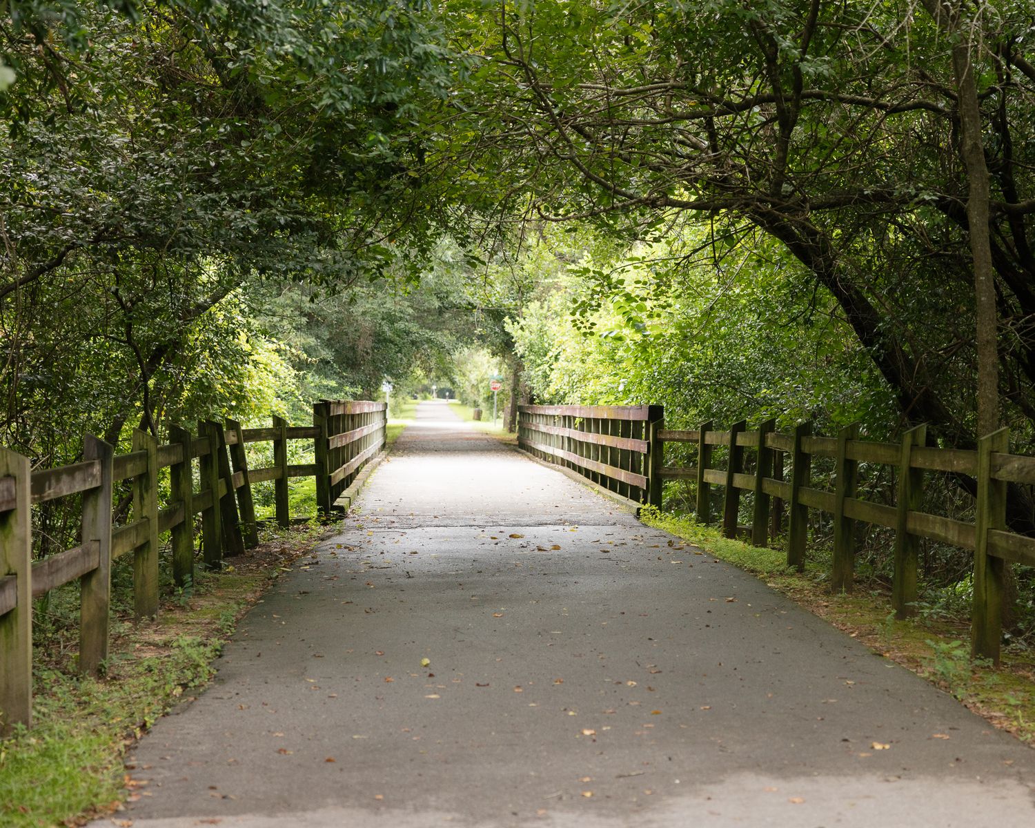 A paved walking path lined with wooden fences and lush green trees forming a natural canopy tunnel in a park.