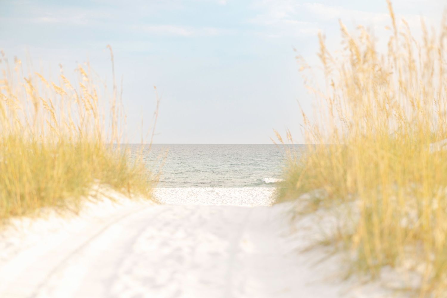 A tranquil beach landscape with golden sea oats swaying in the breeze against a bright ocean background.