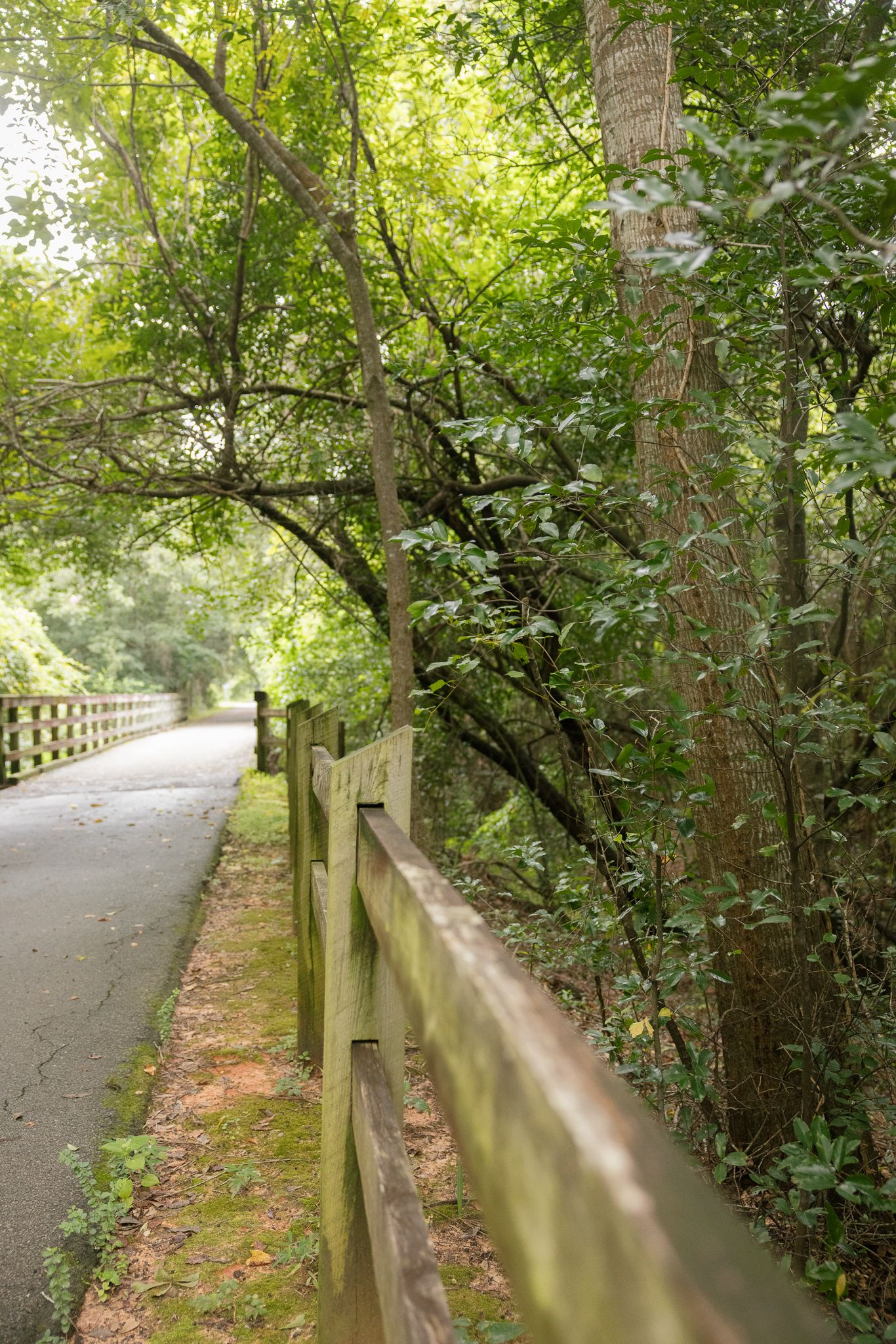 A wooden split-rail fence lines a paved walking path surrounded by lush green trees in a serene forest park.