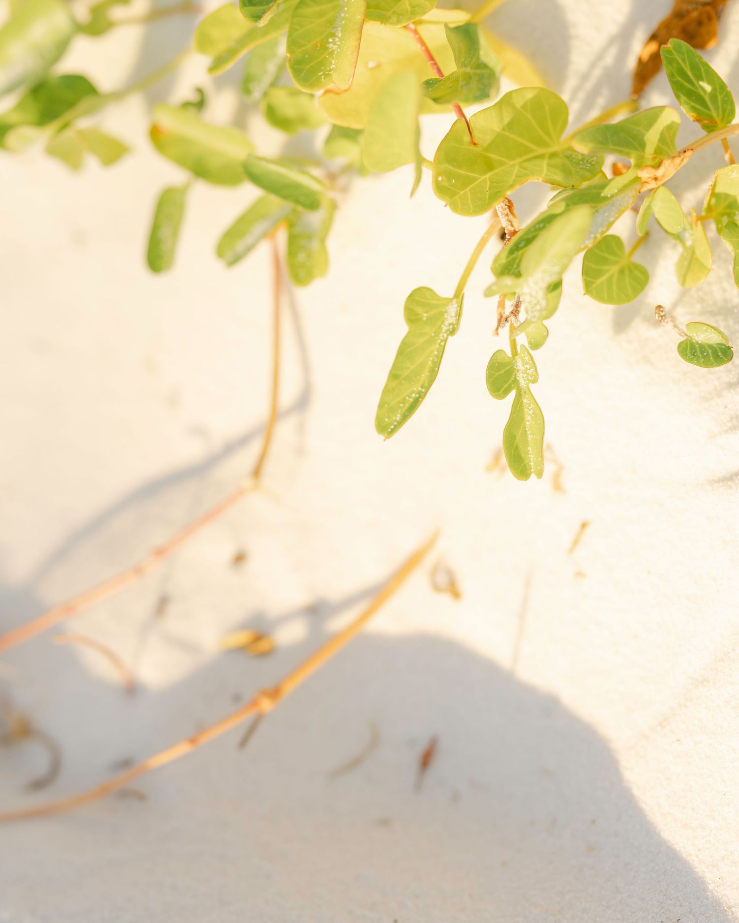 Green vines with small leaves grow against a soft white background in bright natural lighting.