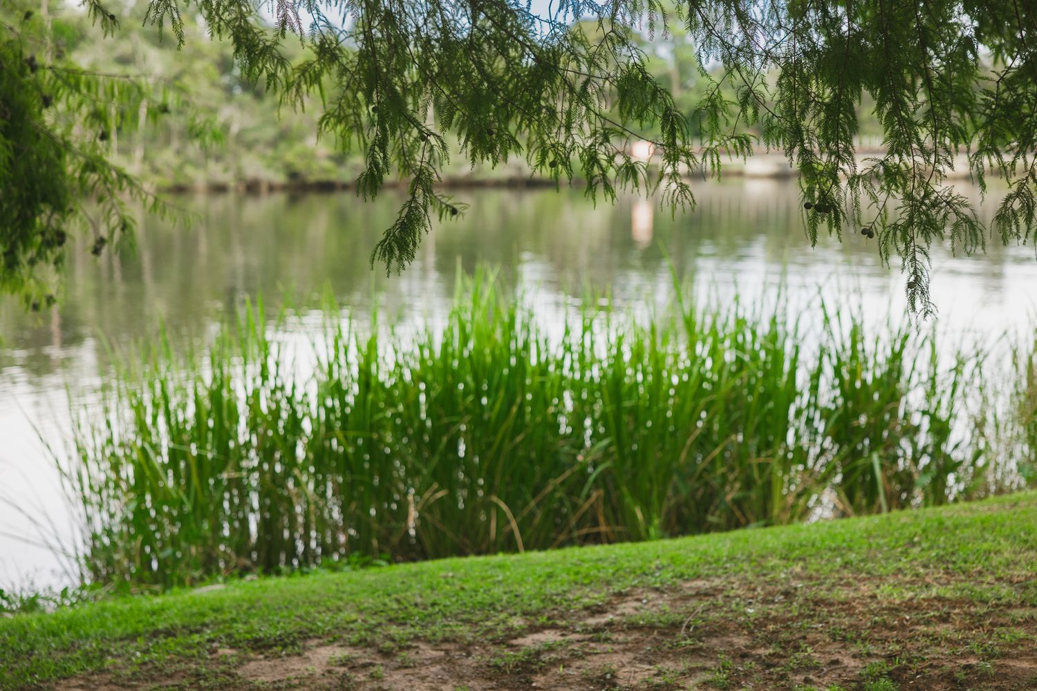 Lush green reeds and cattails growing along a calm river bank surrounded by weeping willow trees.