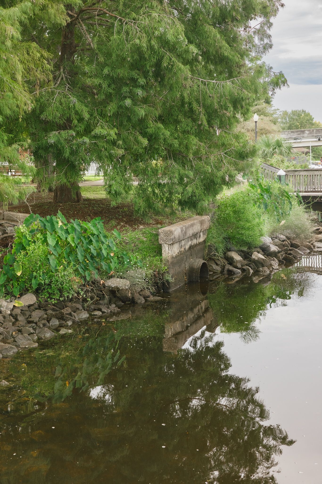 Serene park pond reflecting lush green trees and stone wall, with wooden bridge visible in background.