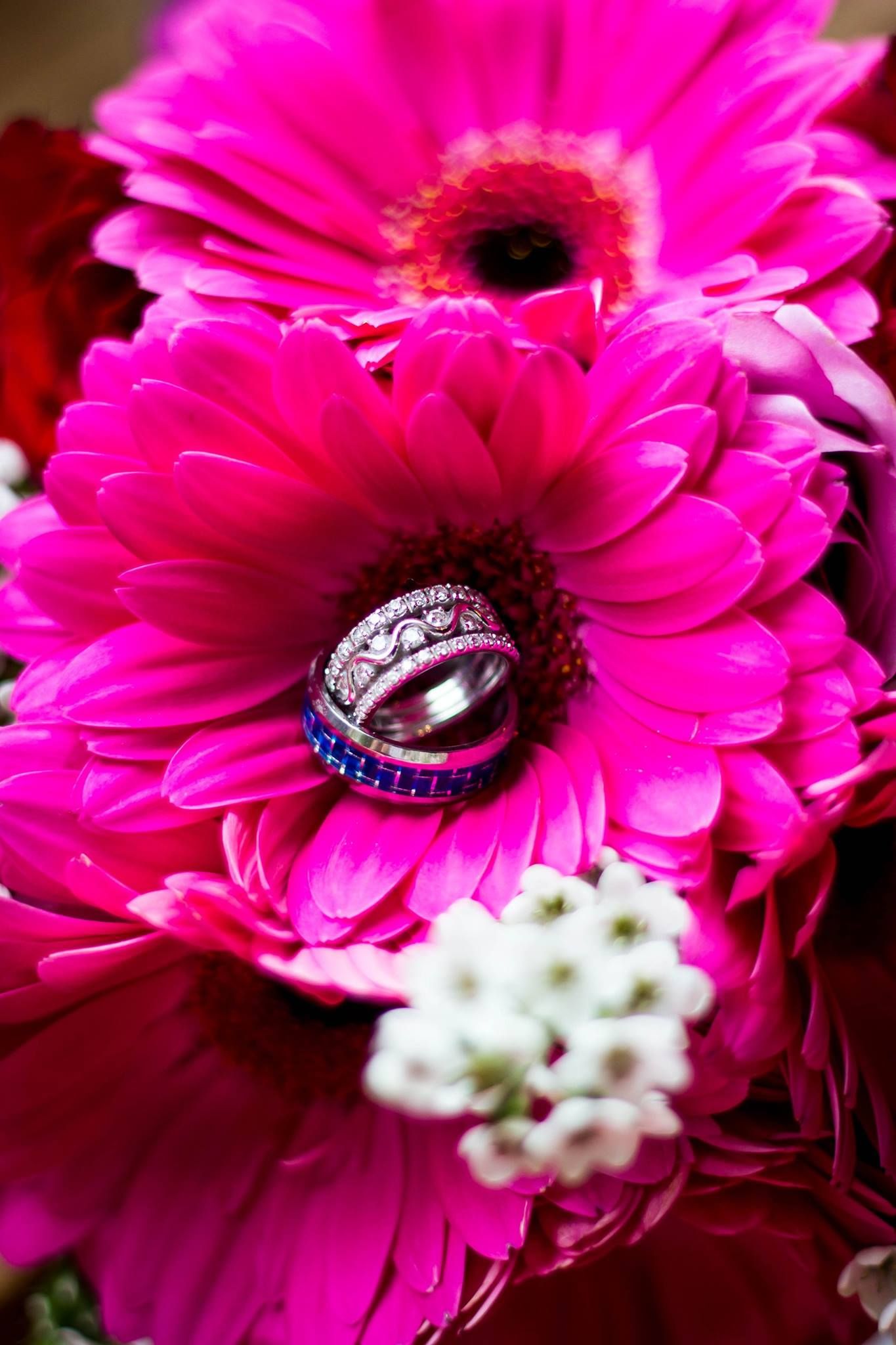 Pink gerbera daisy flowers with wedding rings nestled in the petals.