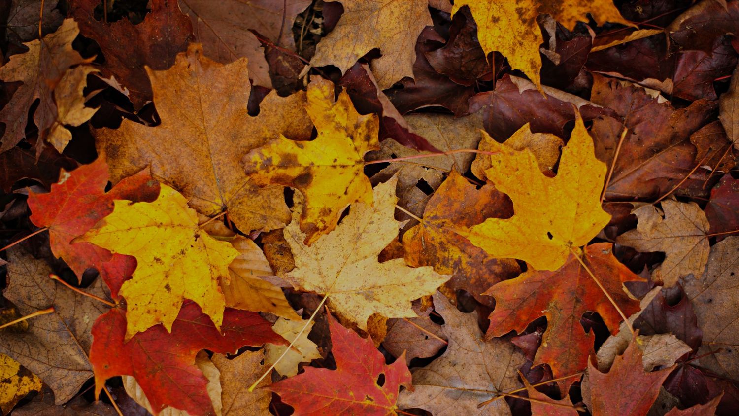 Colorful autumn leaves in shades of red, yellow and brown create a natural pattern.