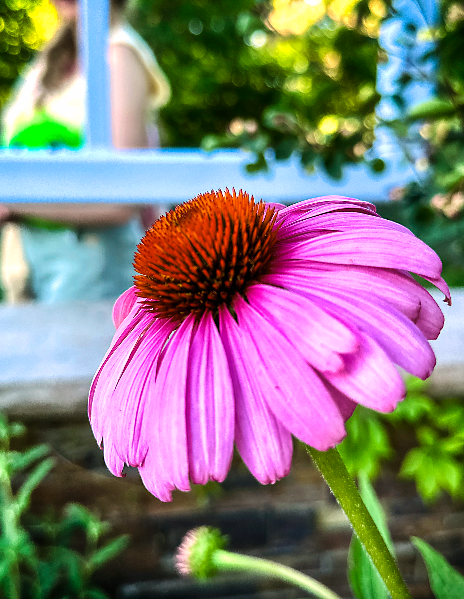 A vibrant purple coneflower blooms against a bright green garden background.