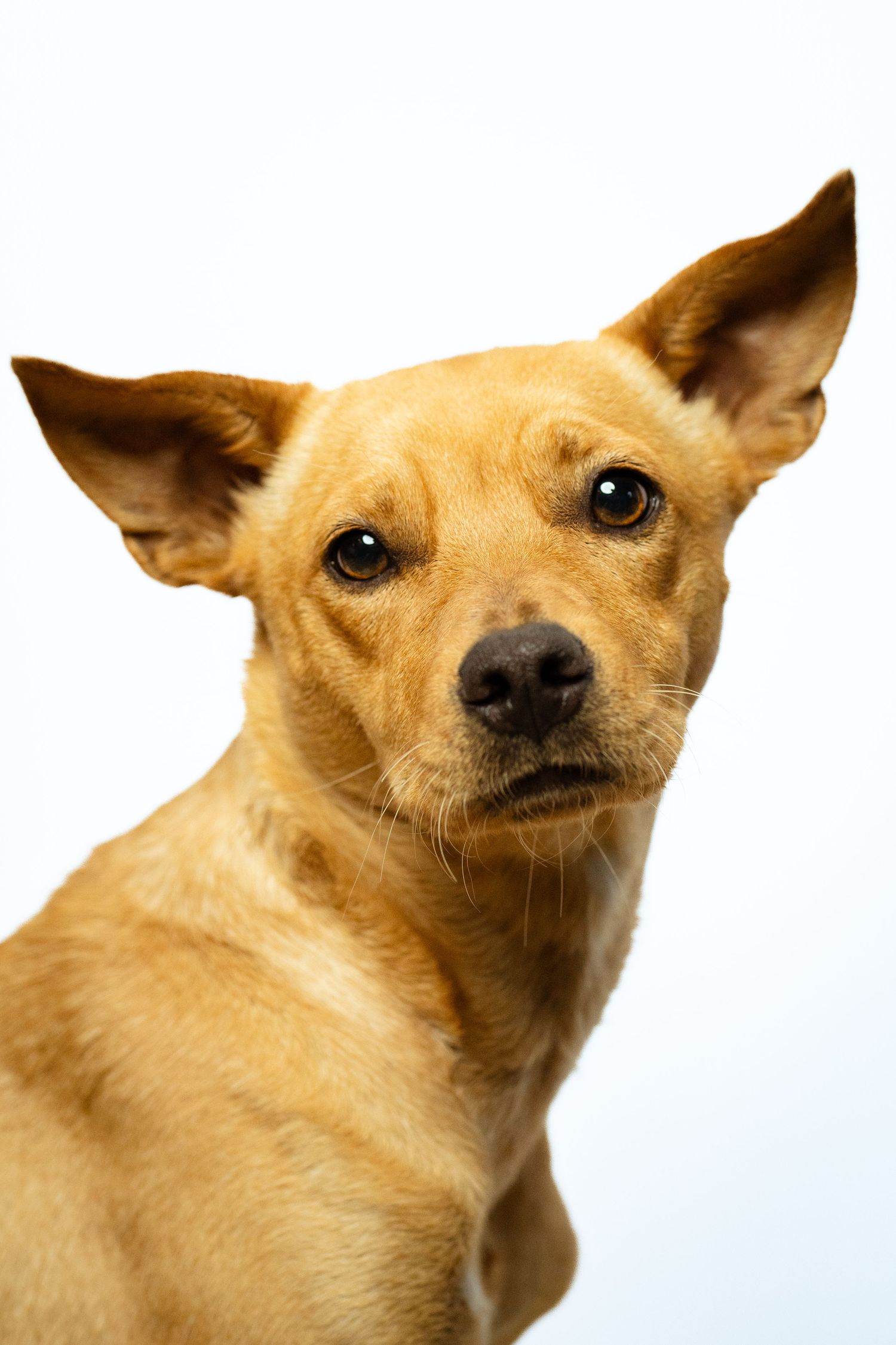 Tan Chihuahua mix dog photographed from different angles against white backdrop.