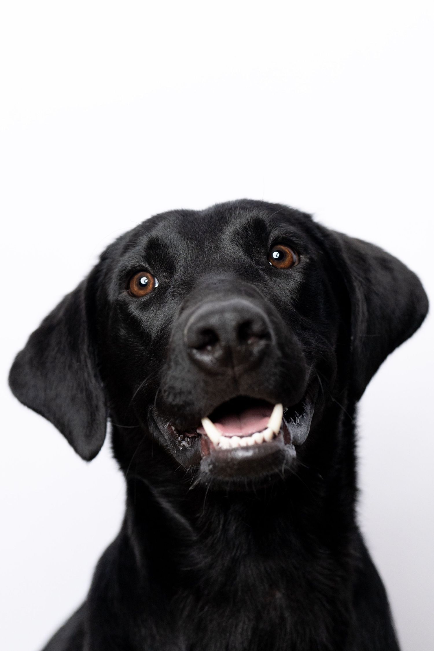 Black dog showing different expressions and angles in headshots against white background.