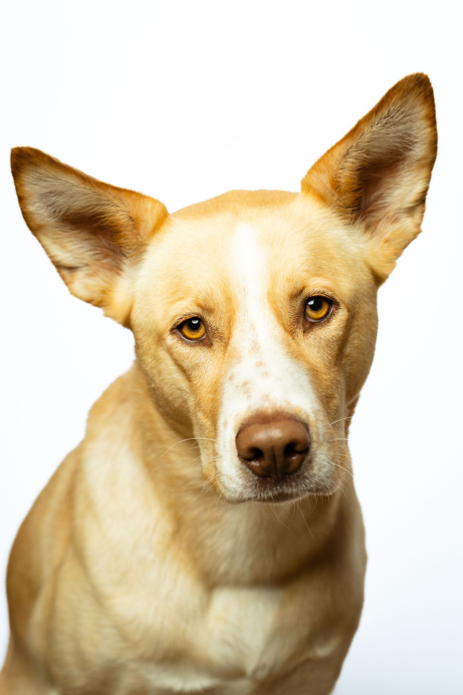 Cream colored dog with pointed ears shown in multiple profile views against white background.